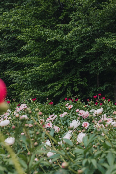 Celebrate Peony Season at Tanglebloom: Three Unforgettable Spring Events