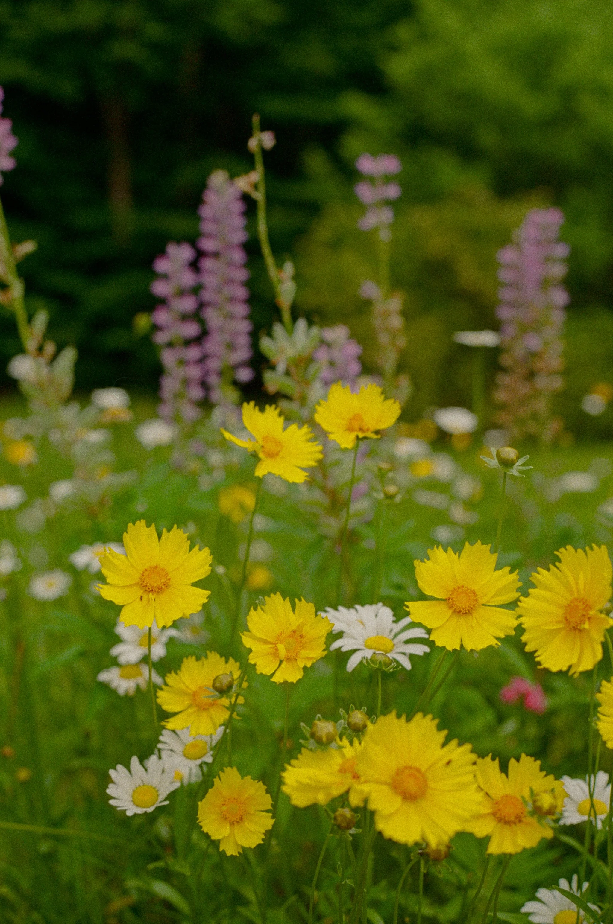 A Flower Lover's Guide to Visiting Tanglebloom: What's Blooming and Where to Go