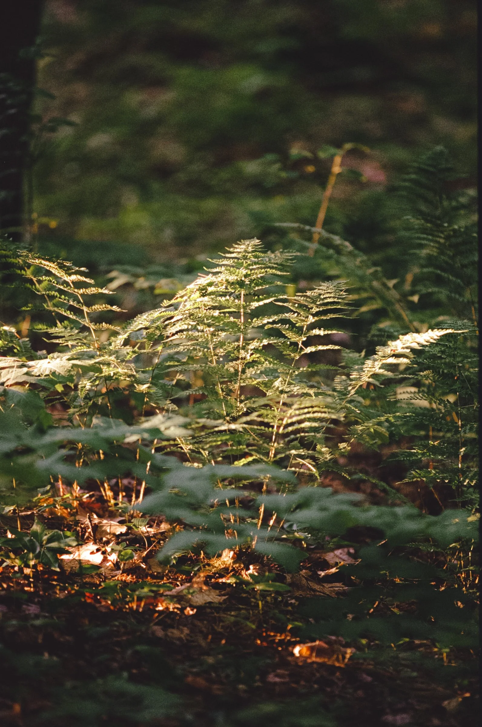 best hiking southern vermont
