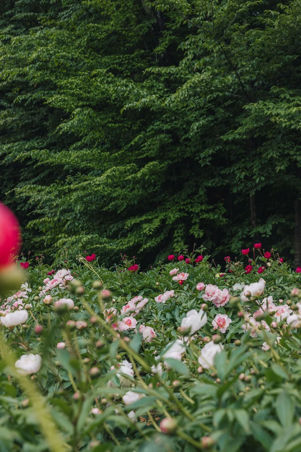 Tanglebloom, a Vermont peony and flower farm
