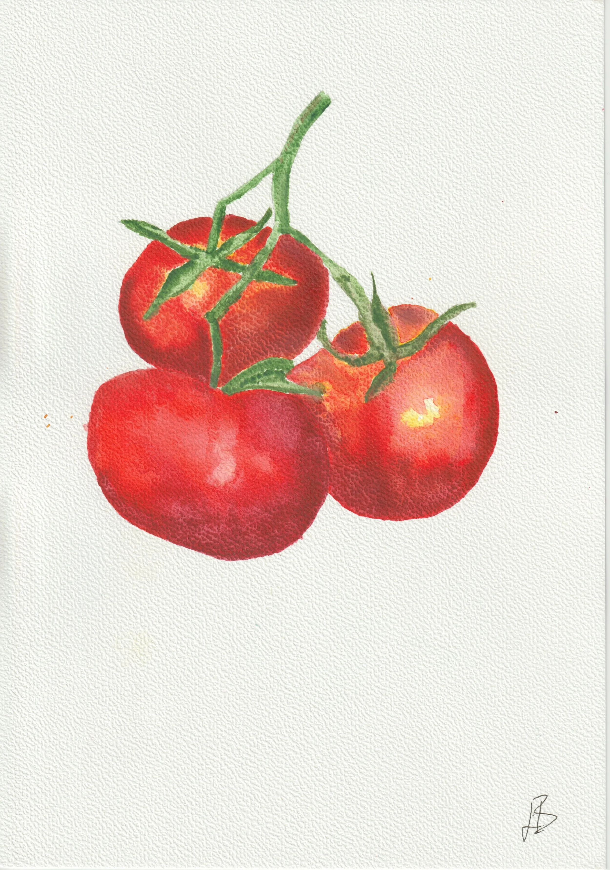 Tomatoes (“Flora Medica: A poetic journey through plants”) original