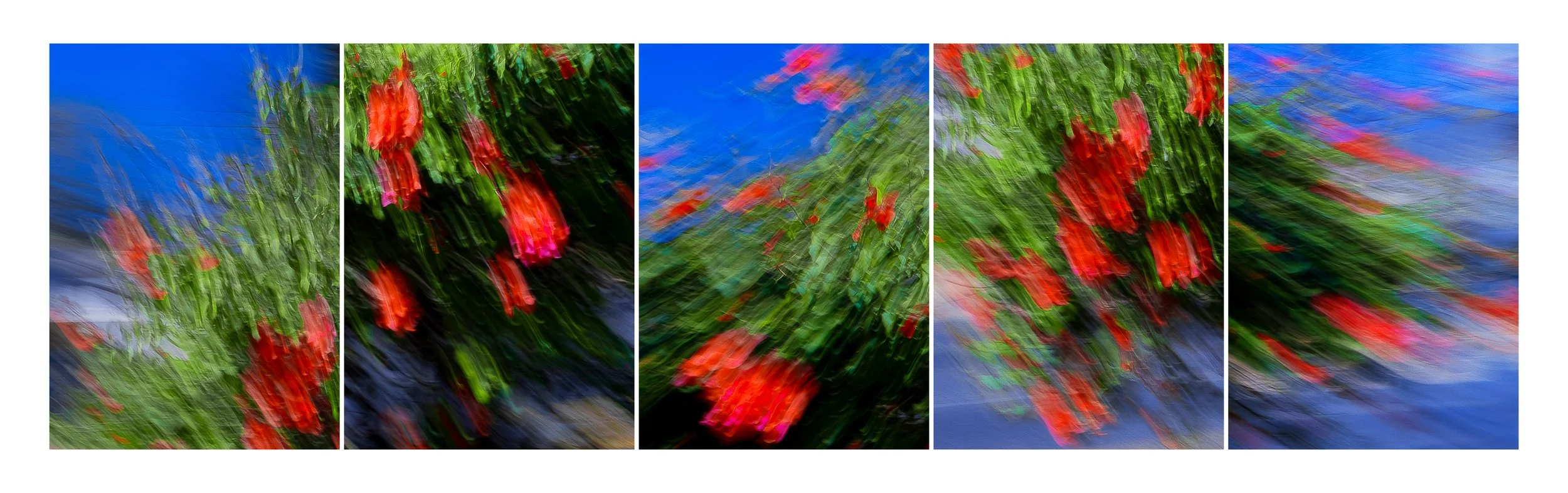 Bugamilia fragmentos 1.2.jpg