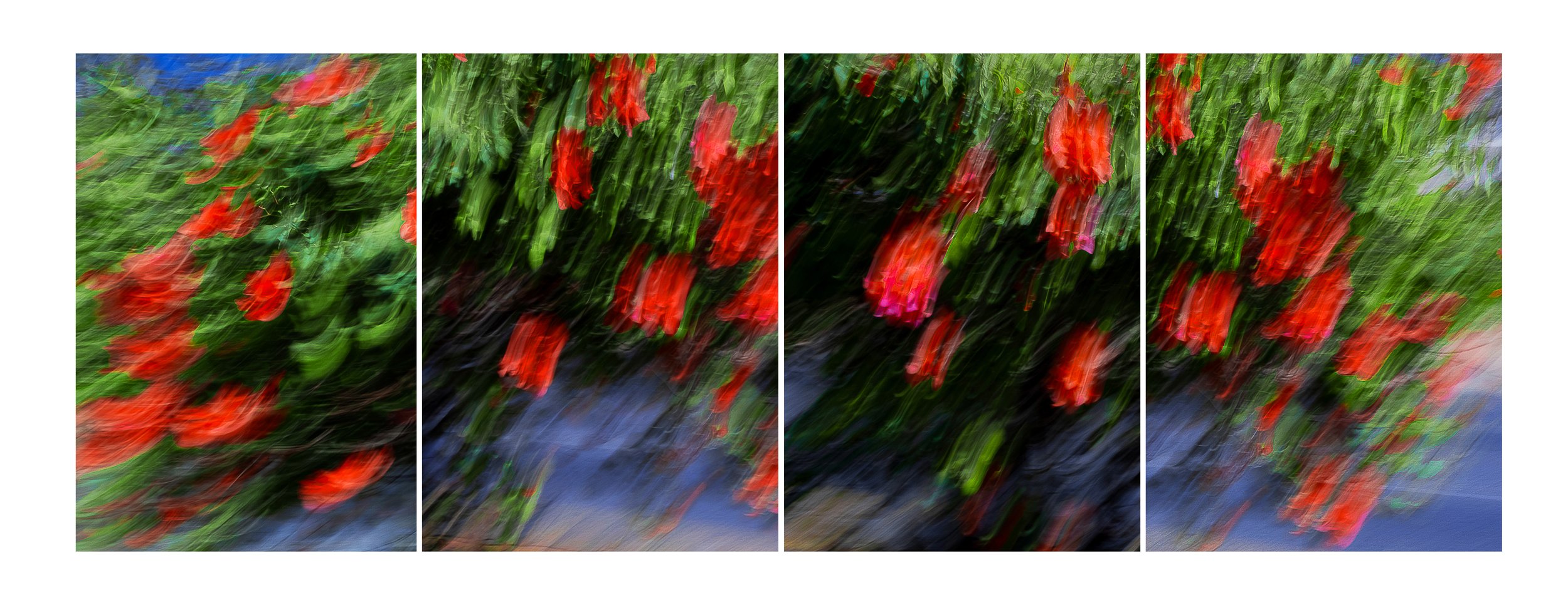 Bugamilia fragmentos 1.3.jpg