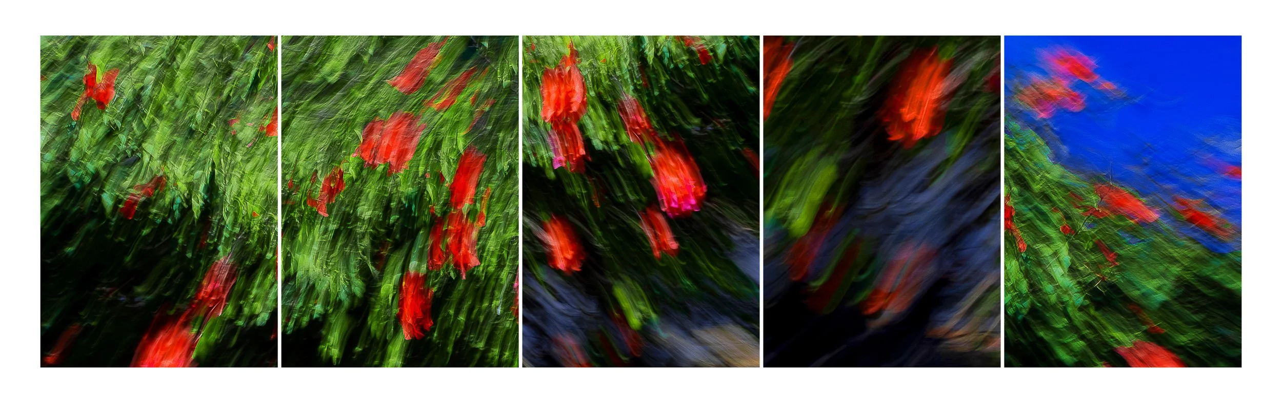 Bugambilia Fragmentos 1.1.jpg