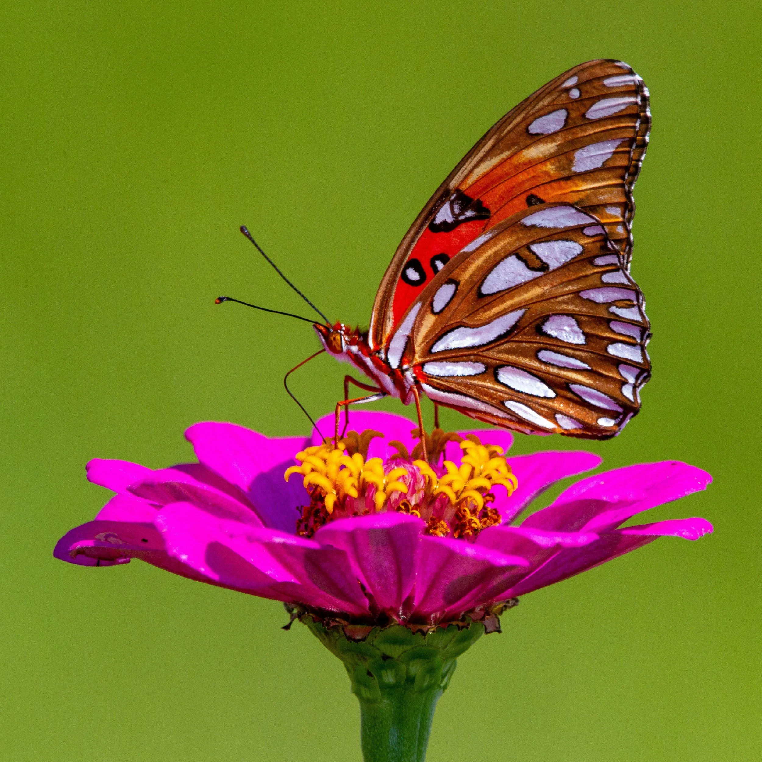 A pink flower laying on concrete with green foliage in the foreground. The flowers petals are pink fading into yellow and then brown in the center.