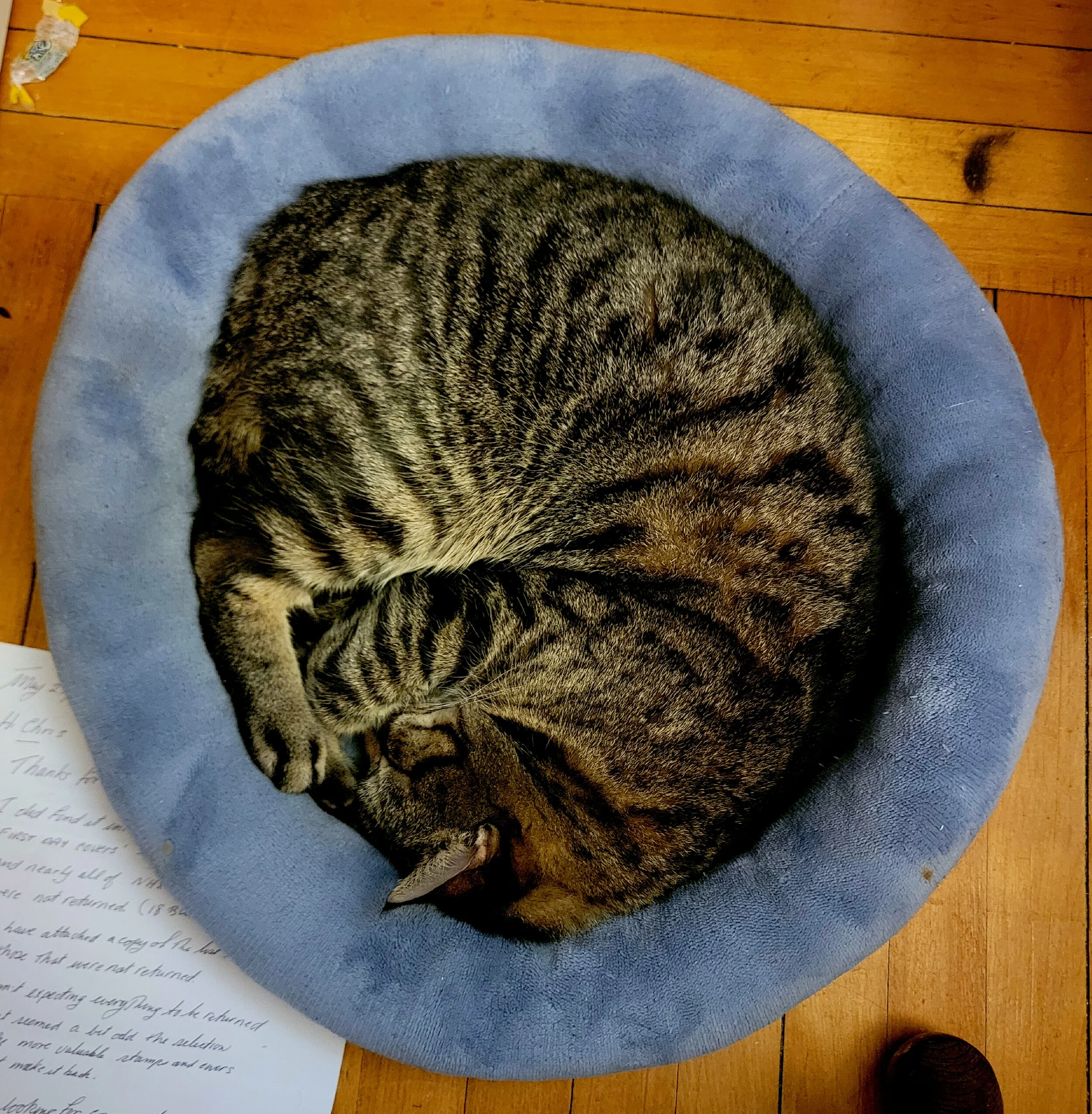 A tabby cat curled up and sleeping on a round, soft blue bed on a hardwood floor.