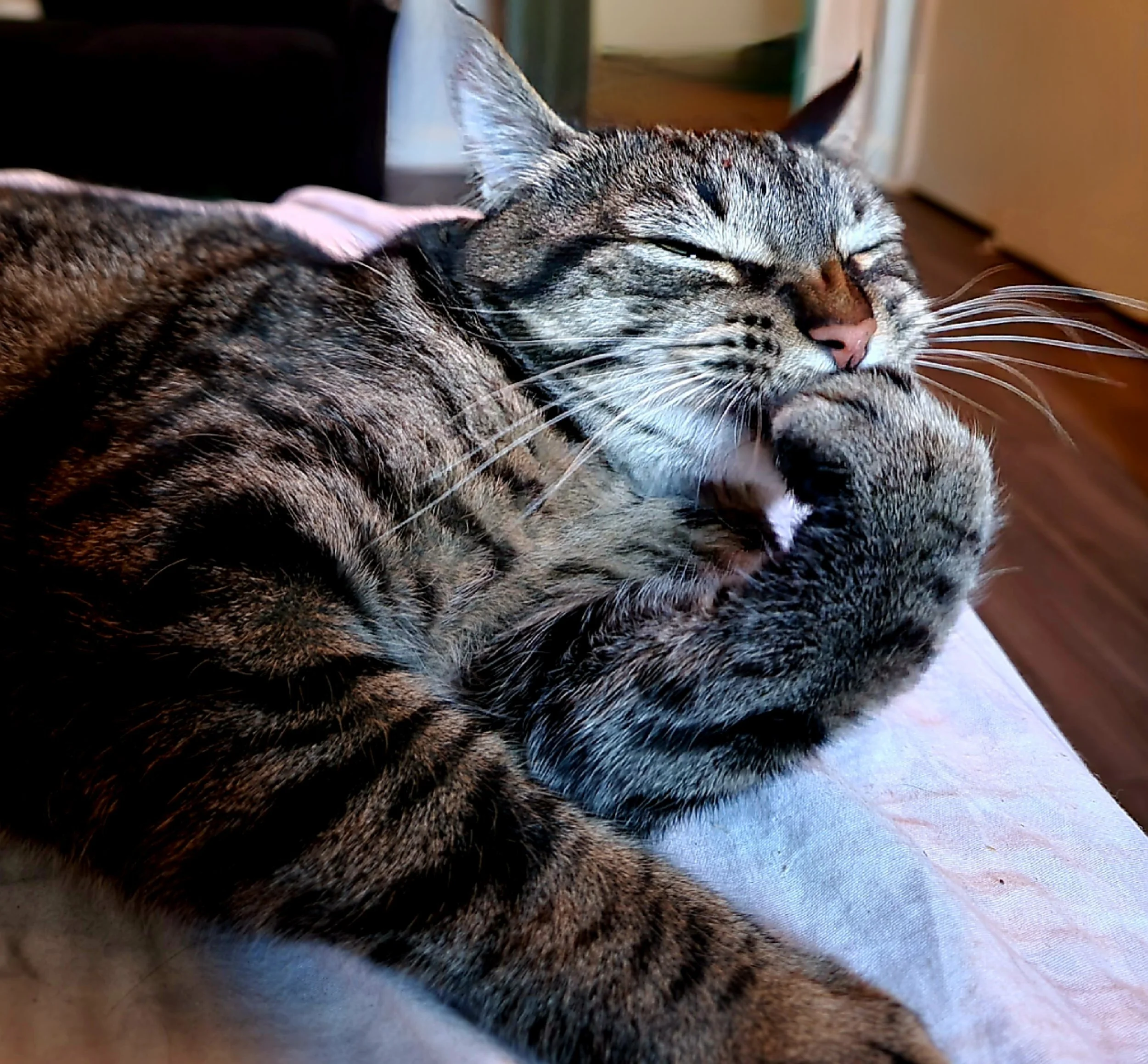 A tabby cat with closed eyes licking and grooming its paw.