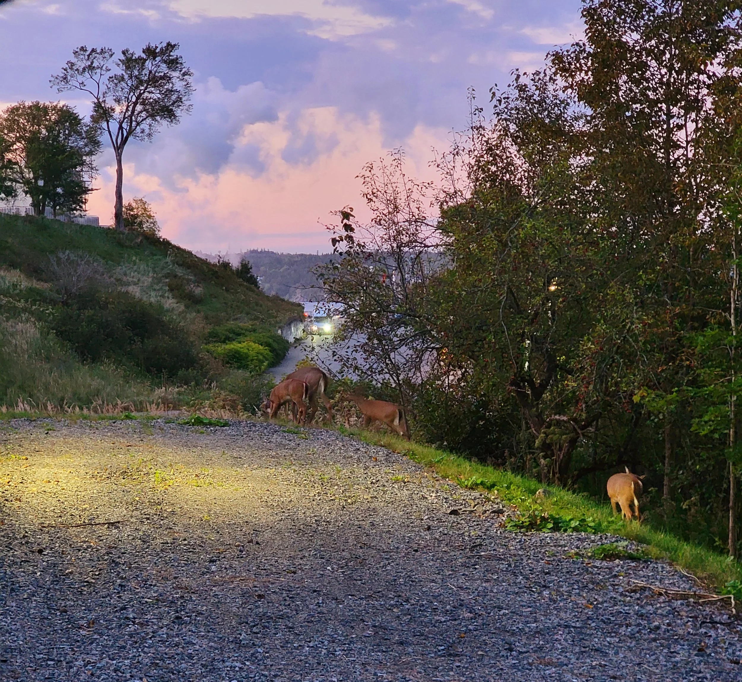 Horses grazing near a gravel path at dusk with trees and a colorful sky in the background.