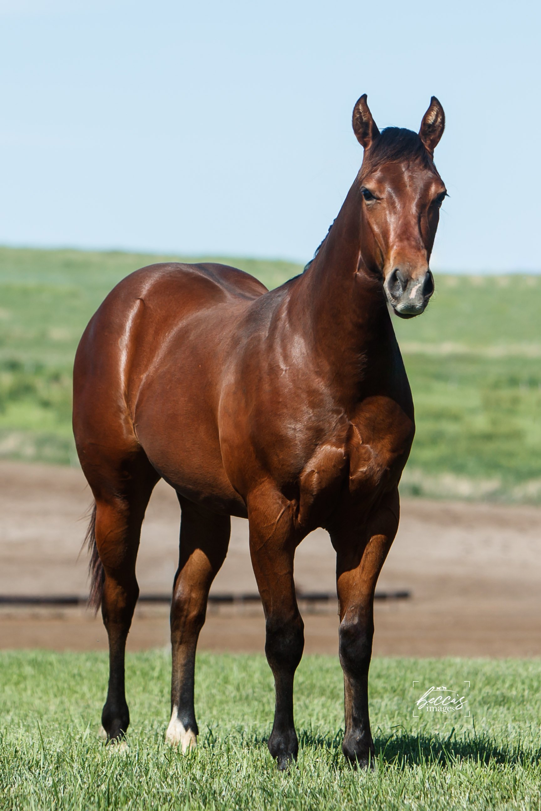 05.31.2023 Tierney Yearlings-8.jpg