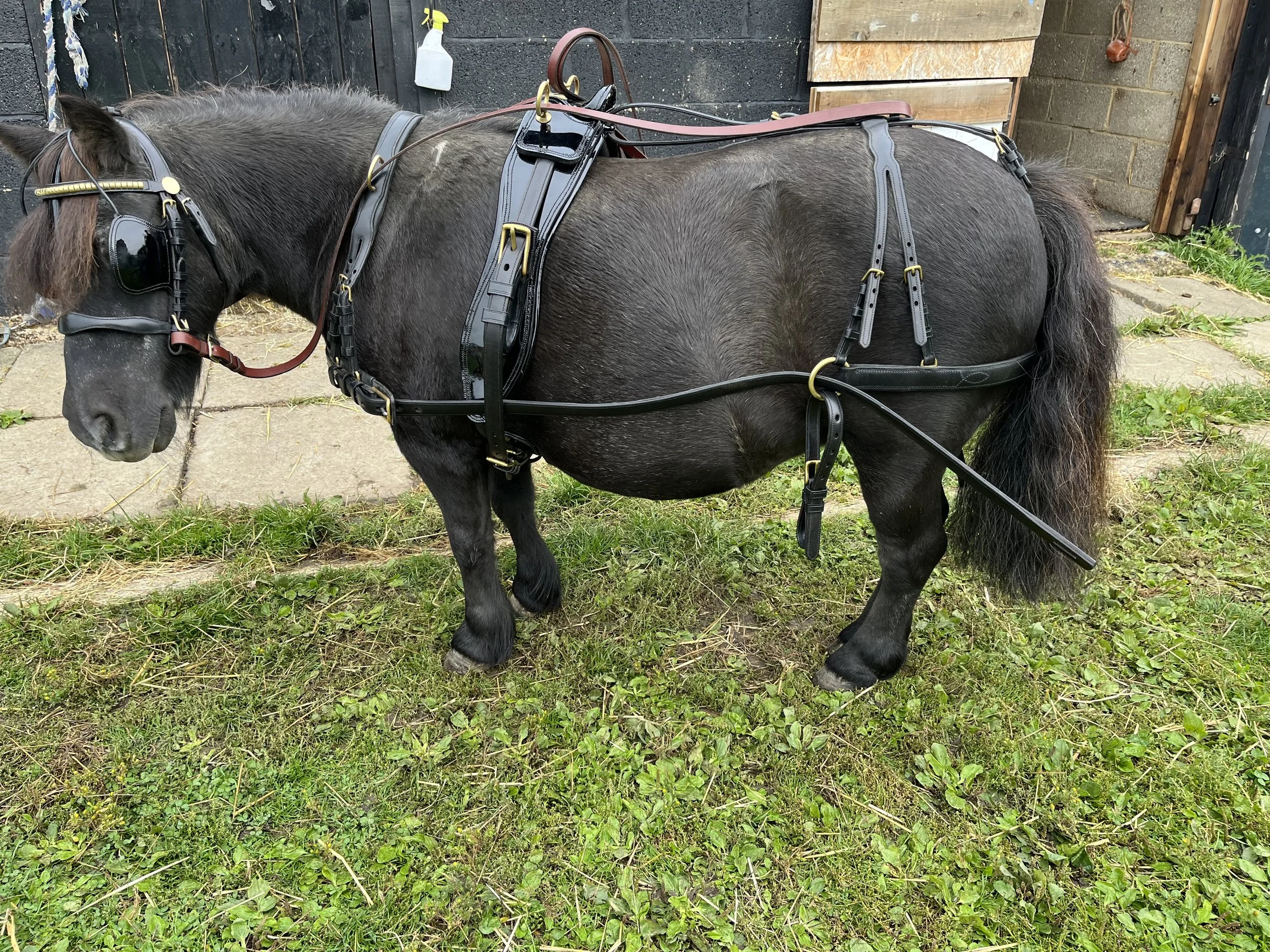 Shetland driving harness