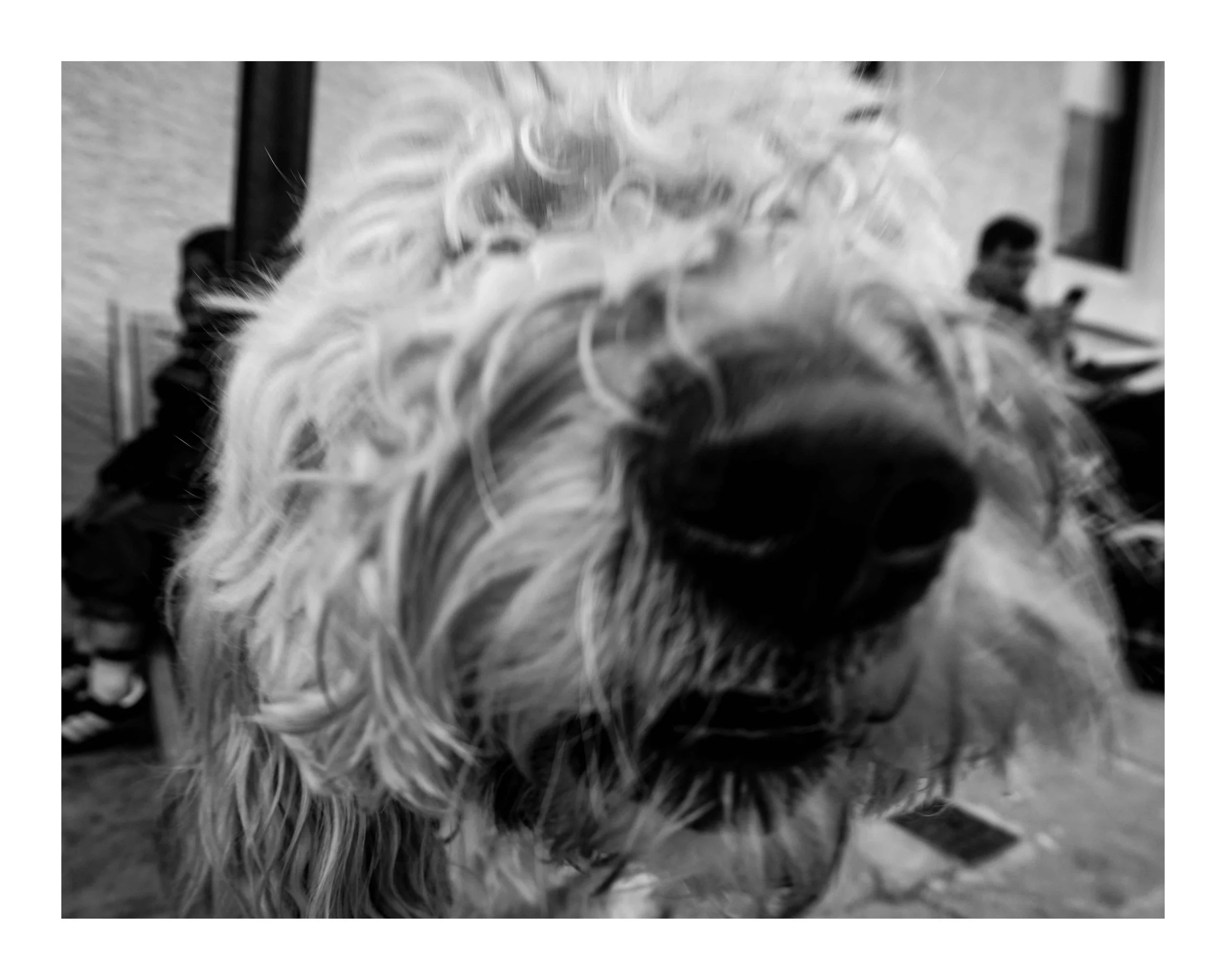 Dog