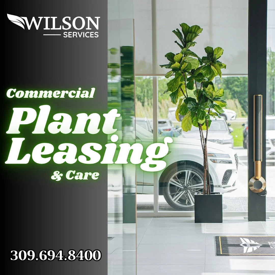 Bring the green inside this winter with Wilson Services! 🌿While the outdoors goes quiet, let us fill your office with vibrant plants that thrive year-round. We deliver, install &amp; care for the greenery &mdash; you enjoy the fresh, calm vibe.☺️

#