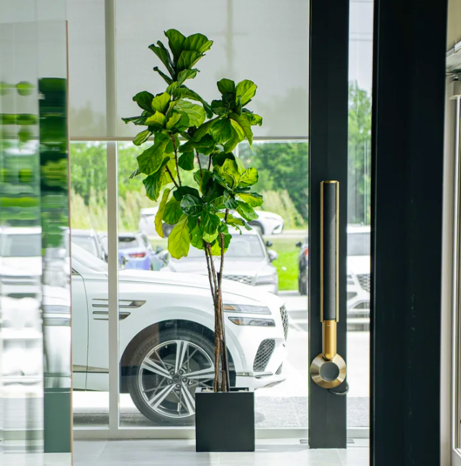 Ongoing Plant Watering & Maintenance