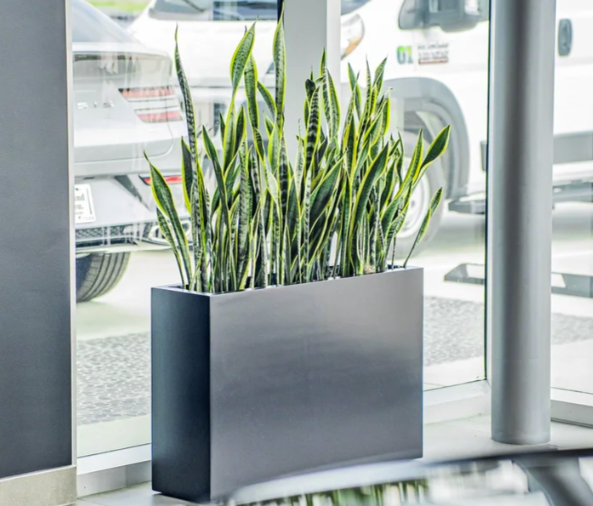 Interior Planter Design & Installation