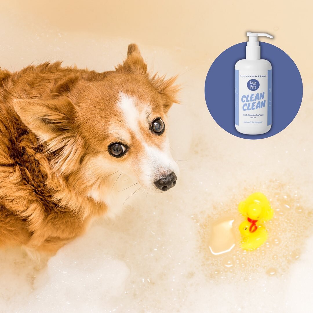 Bath-time Sundays with Clean Clean Gentle Cleansing Dog Wash 🧼 🐾💕