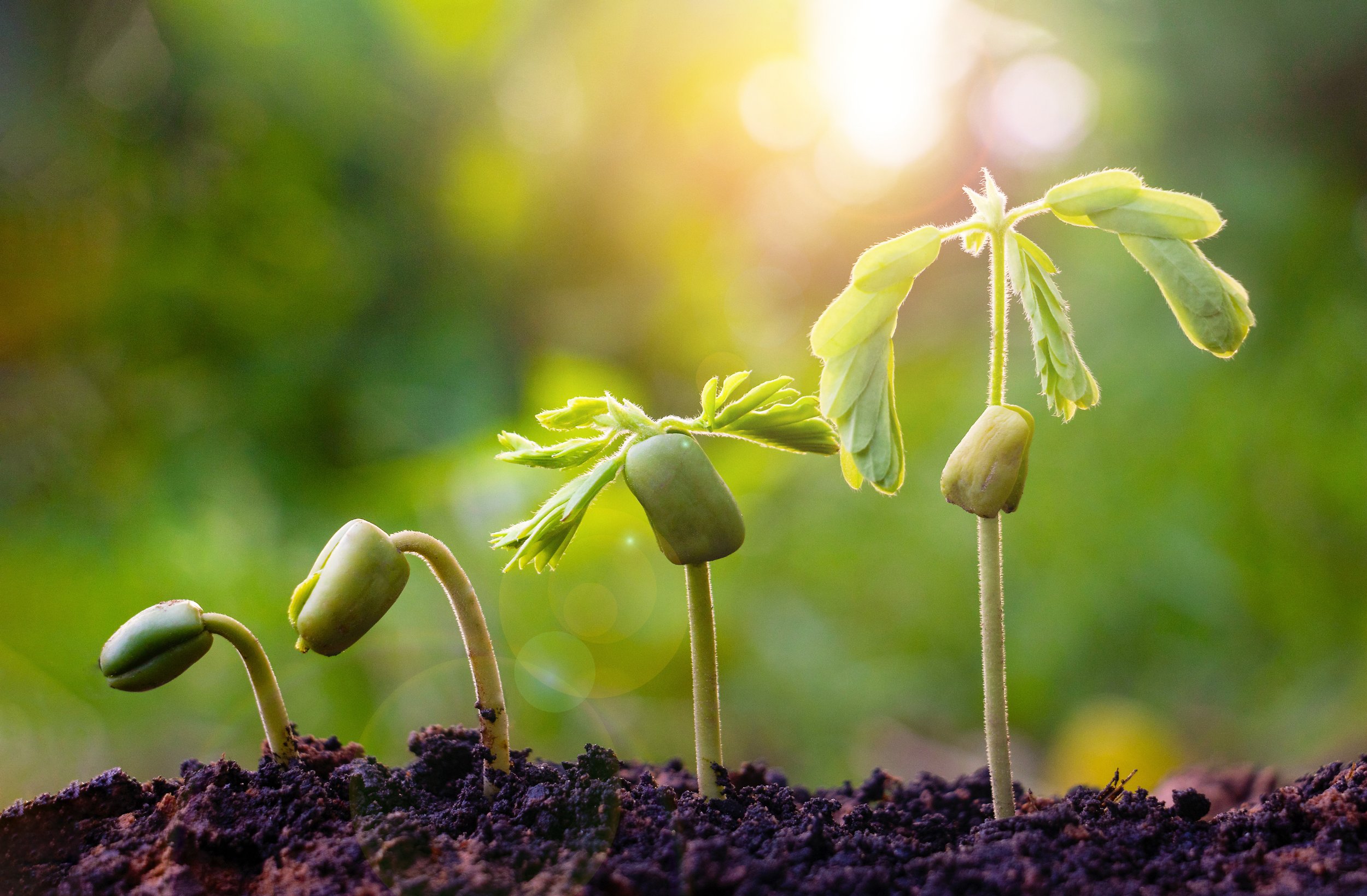 Spring Equinox Detox
