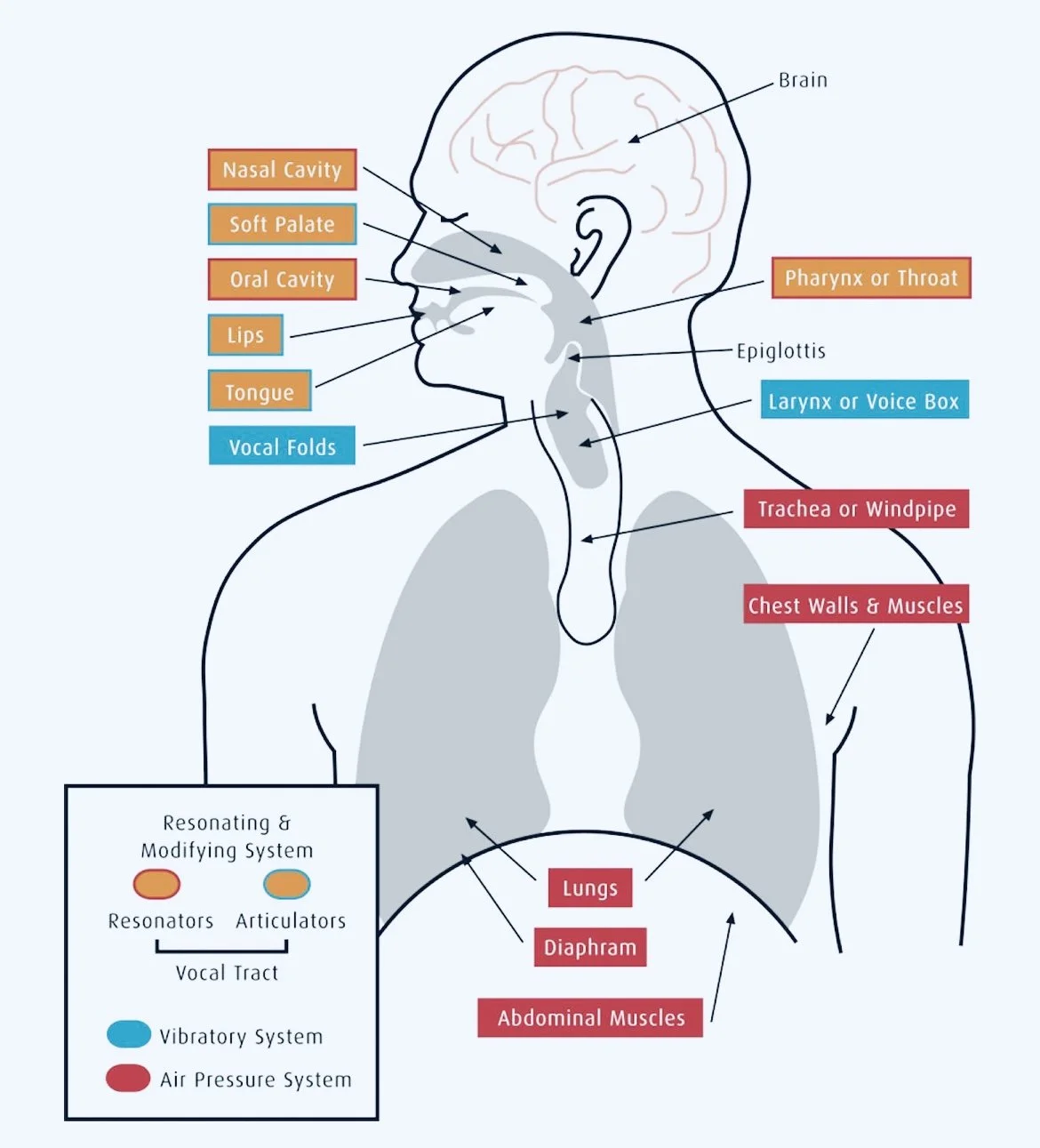 G Sound Anatomically Let’s Talk — The Sound Teacher