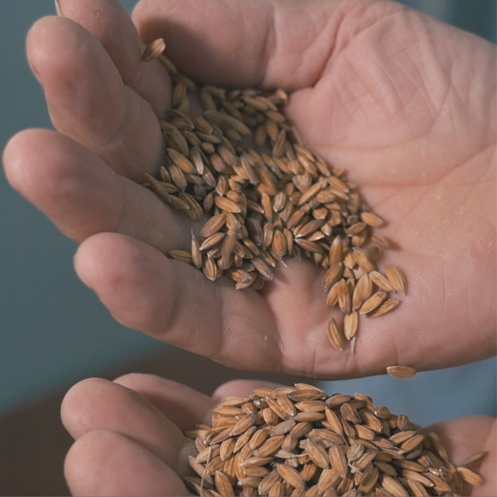 Noi ci crediamo anche quest'anno, 𝙖𝙗𝙗𝙞𝙖𝙢𝙤 𝙨𝙚𝙢𝙞𝙣𝙖𝙩𝙤!
Quest'anno abbiamo utilizzato una tecnica alternativa di semina 𝙨𝙚𝙣𝙯'𝙖𝙘𝙦𝙪𝙖, affondando per bene i piccoli semi per andare a trovare l'umidit&agrave; del terreno.
Forza che ce