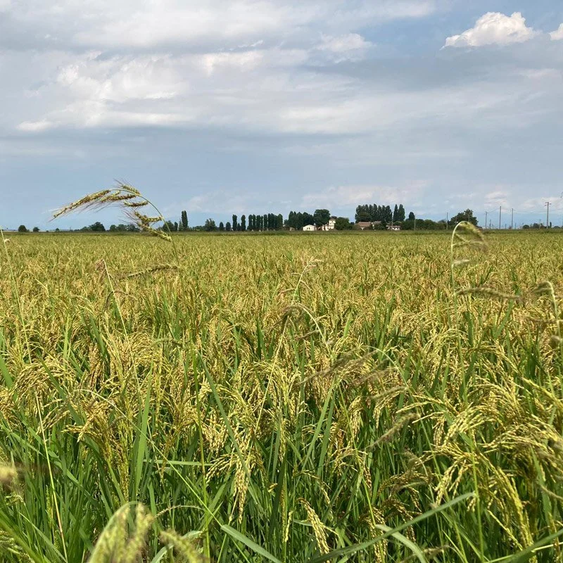risaie mantovane riso di mantova corte costavecchia