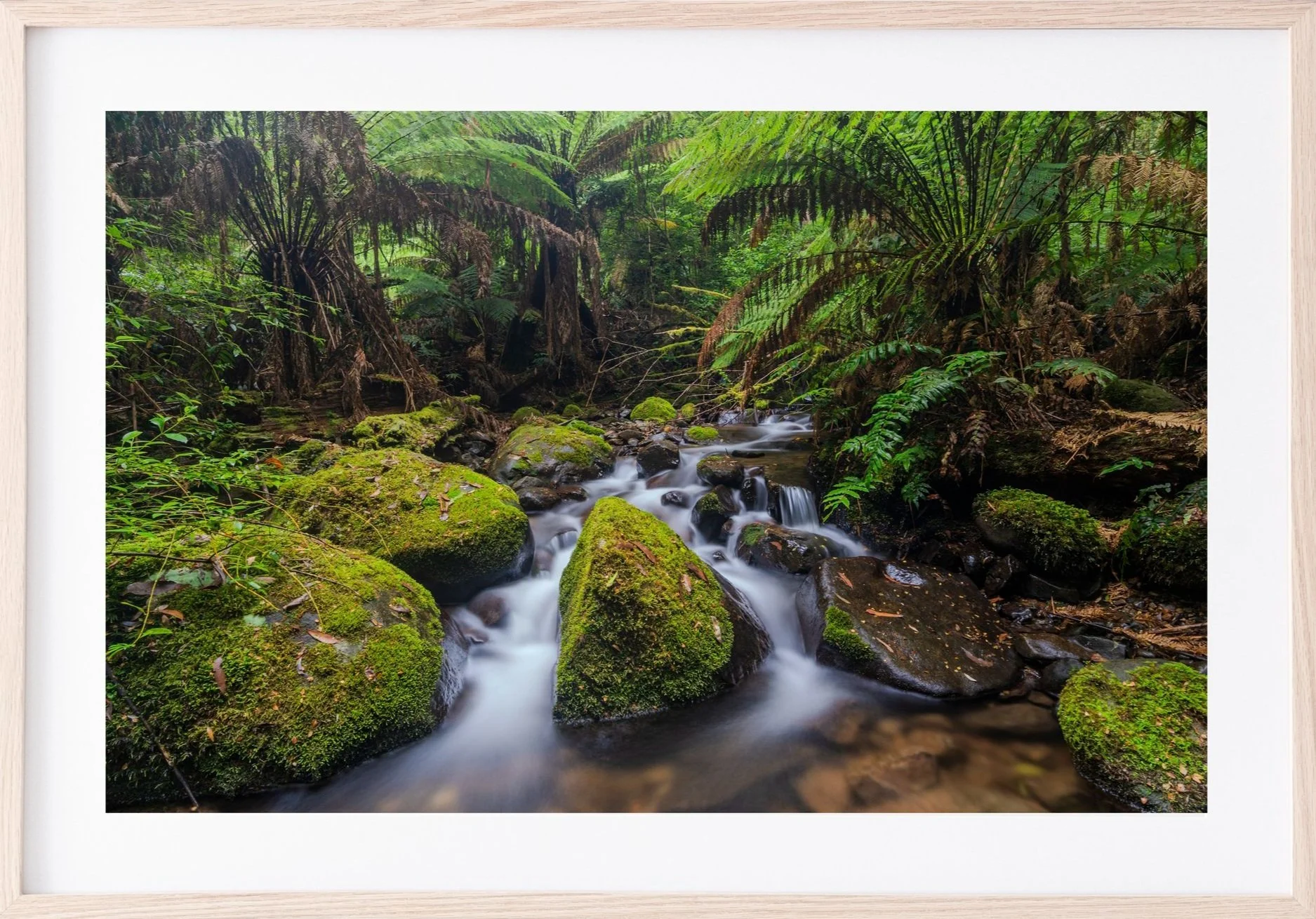 Moss-covered rocks in a small stream flowing through a lush, green rainforest with tall ferns and dense foliage.