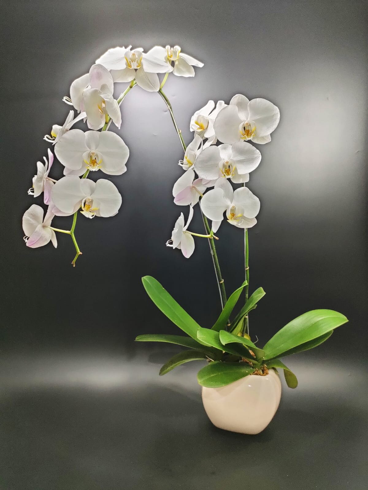Fresh Orchid1.jpeg