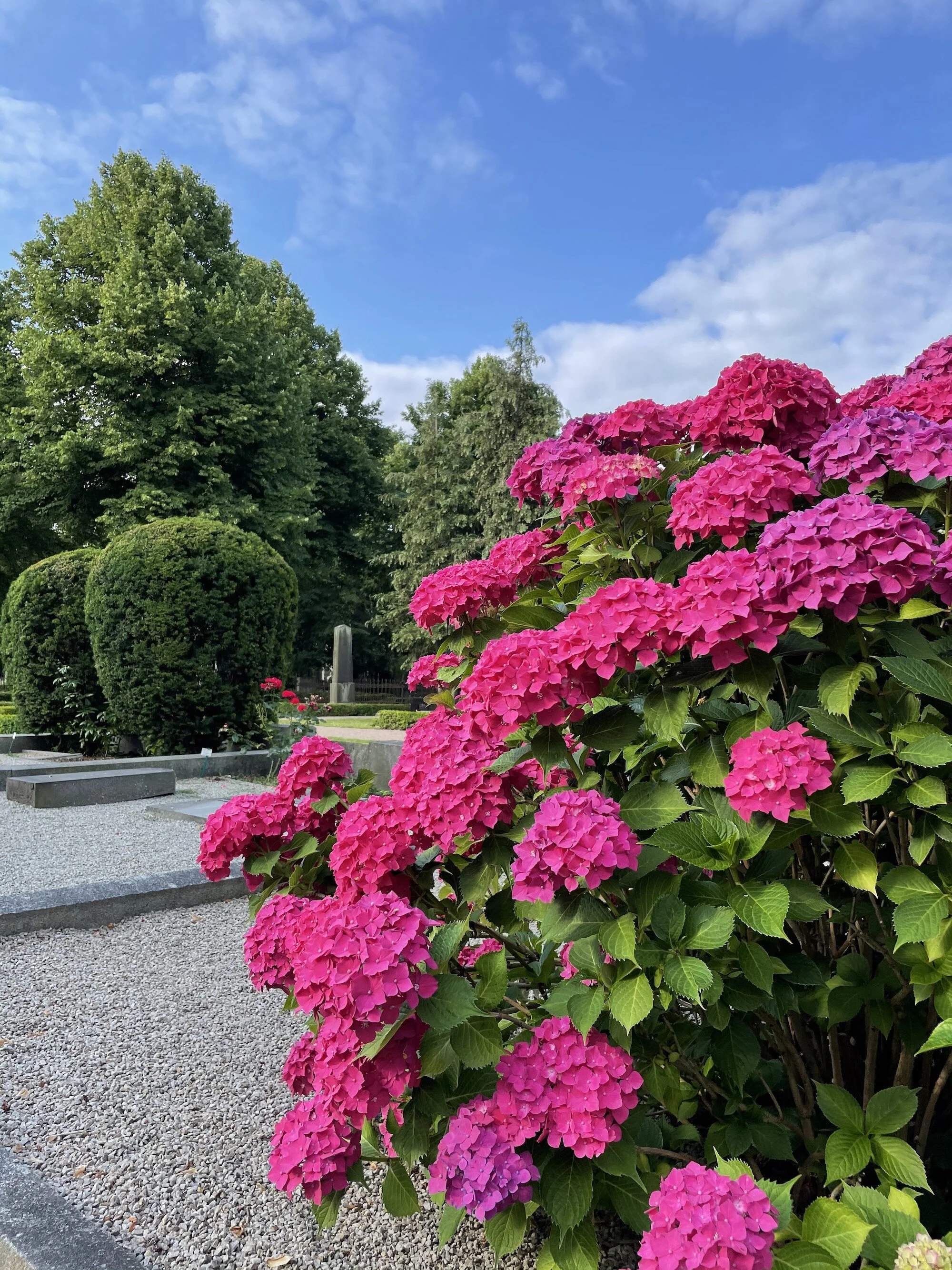 MeganinMalmo_hydrangeas1.jpeg