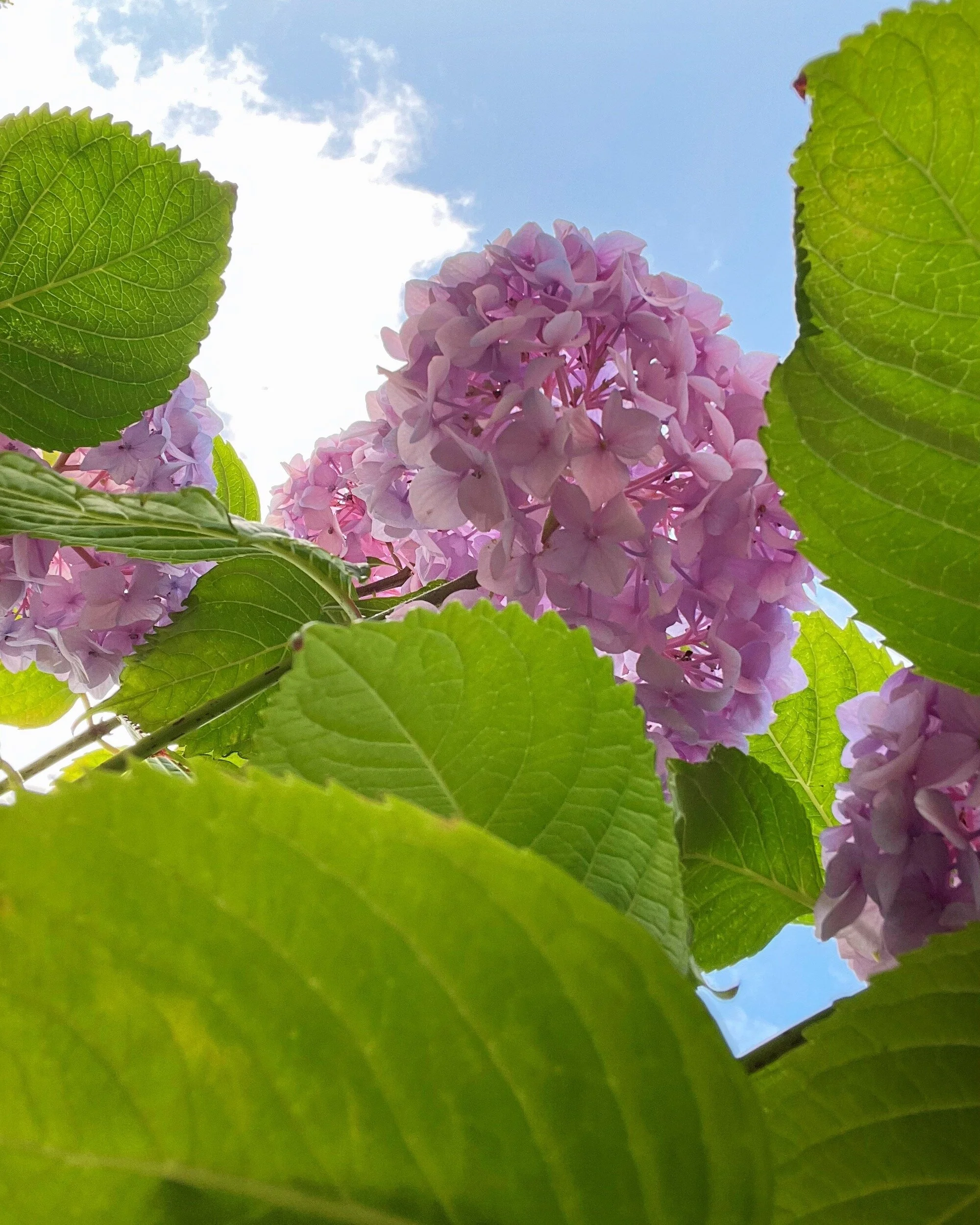 MeganinMalmo_hydrangeas4.JPG