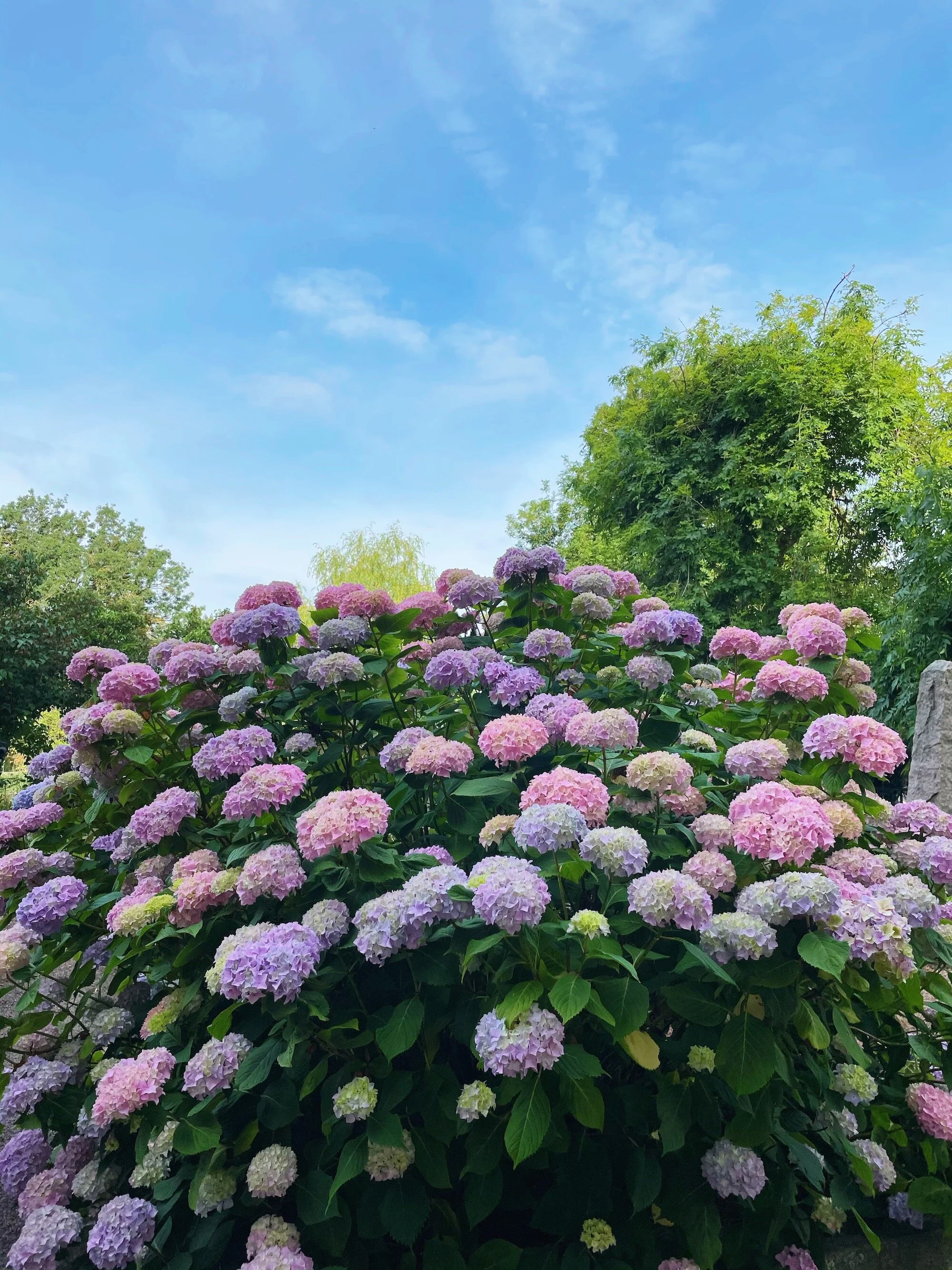 MeganinMalmo_hydrangeas6.JPG