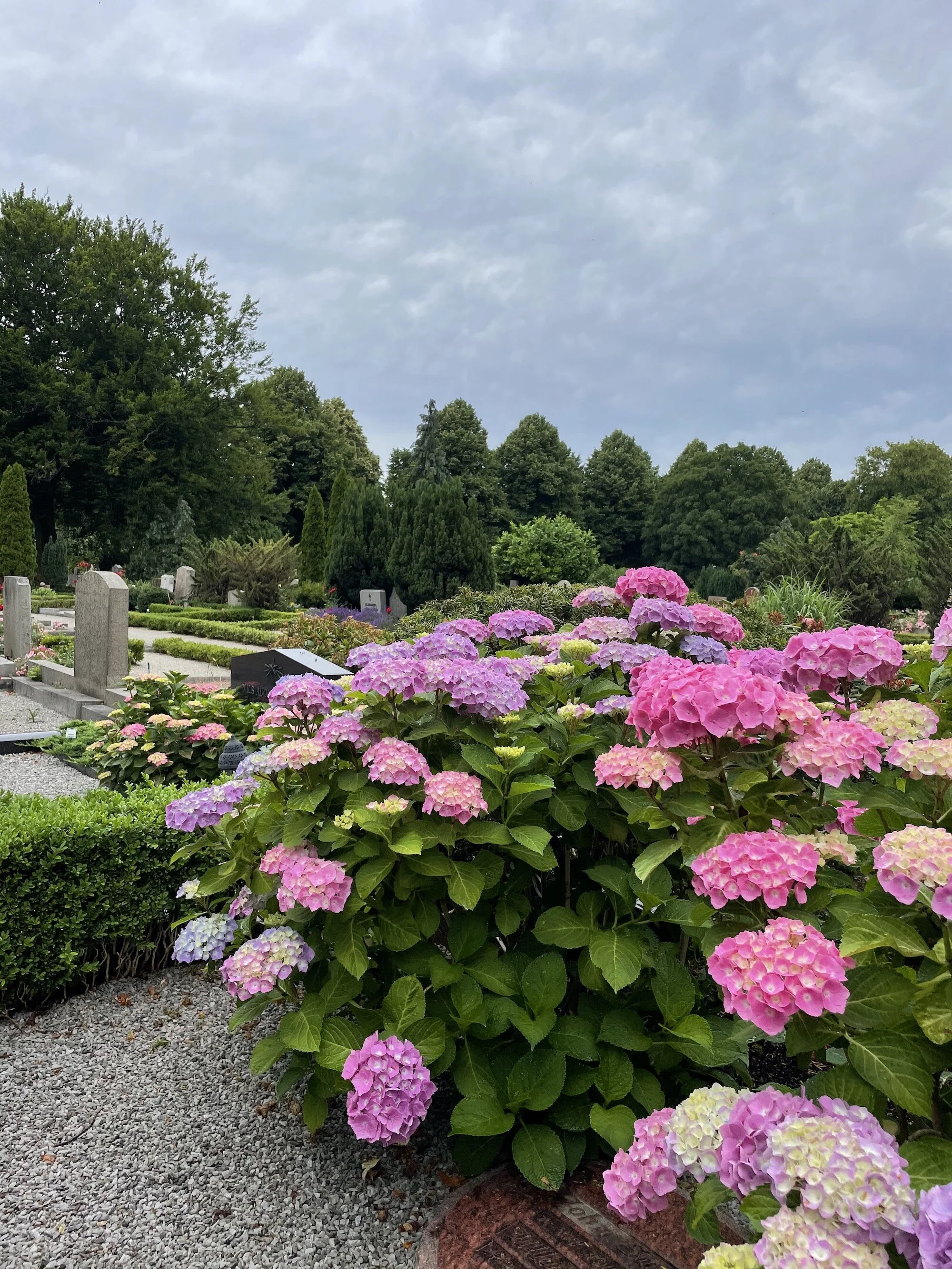 MeganinMalmo_hydrangeas7.jpeg