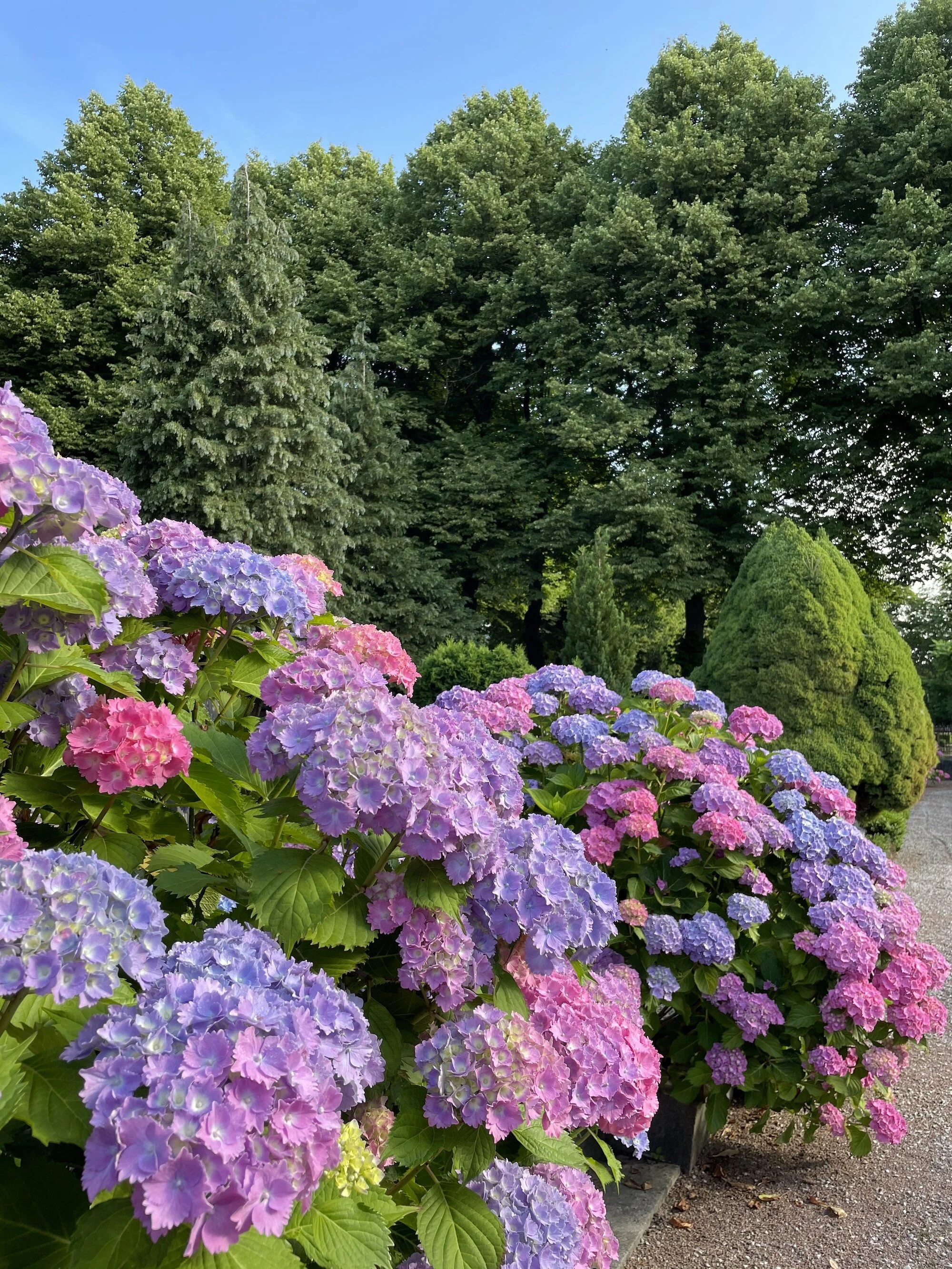 MeganinMalmo_hydrangeas9.jpeg