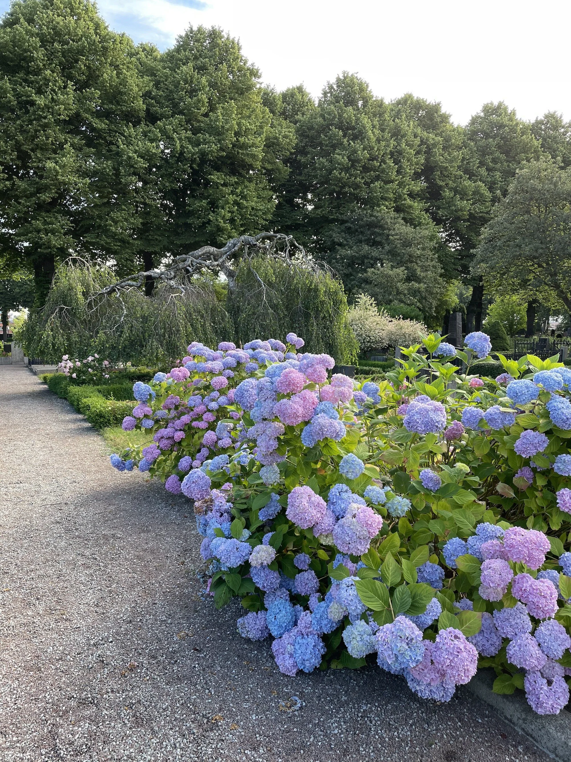 MeganinMalmo_hydrangeas8.jpeg