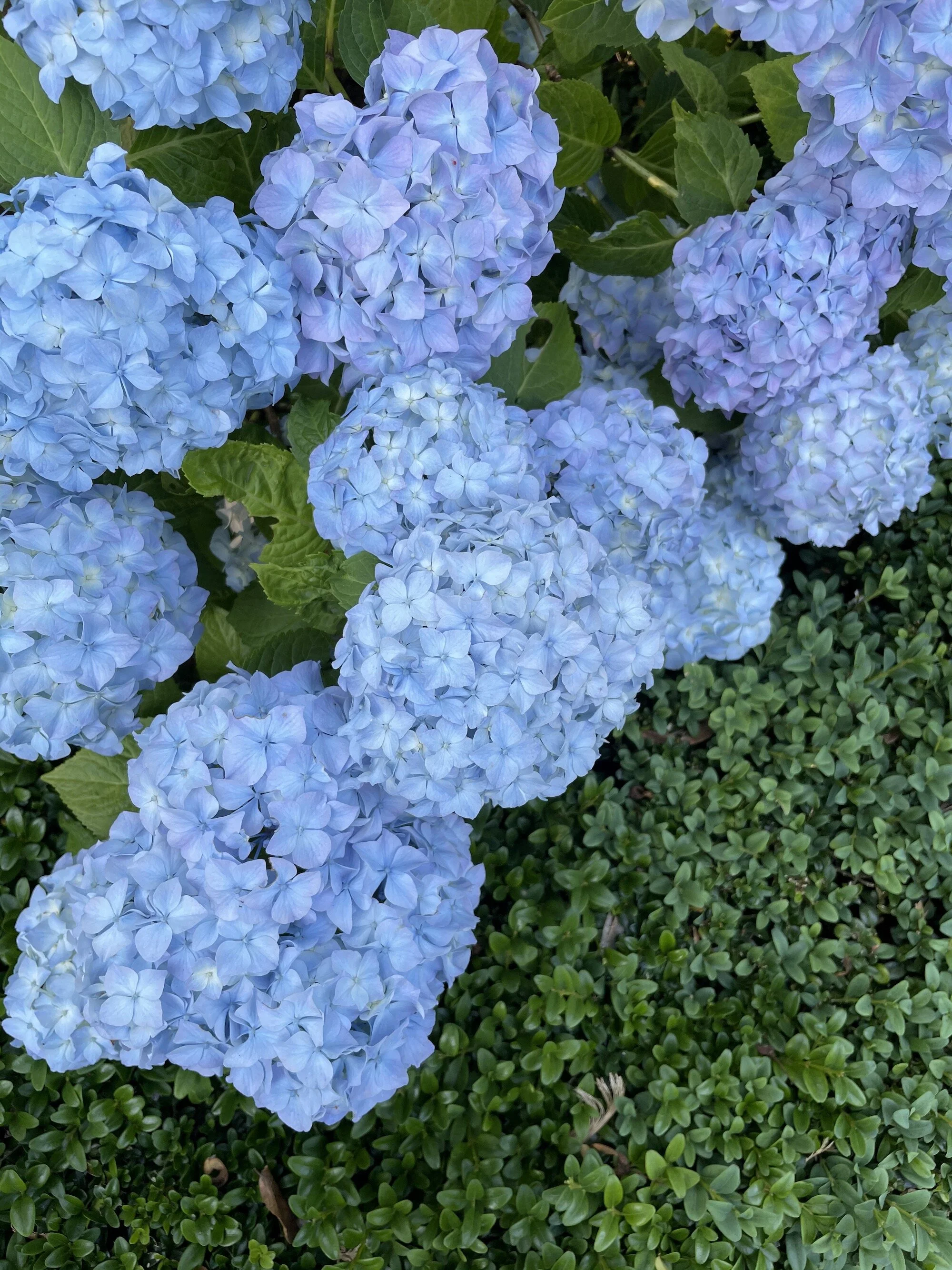 MeganinMalmo_hydrangeas10.jpeg