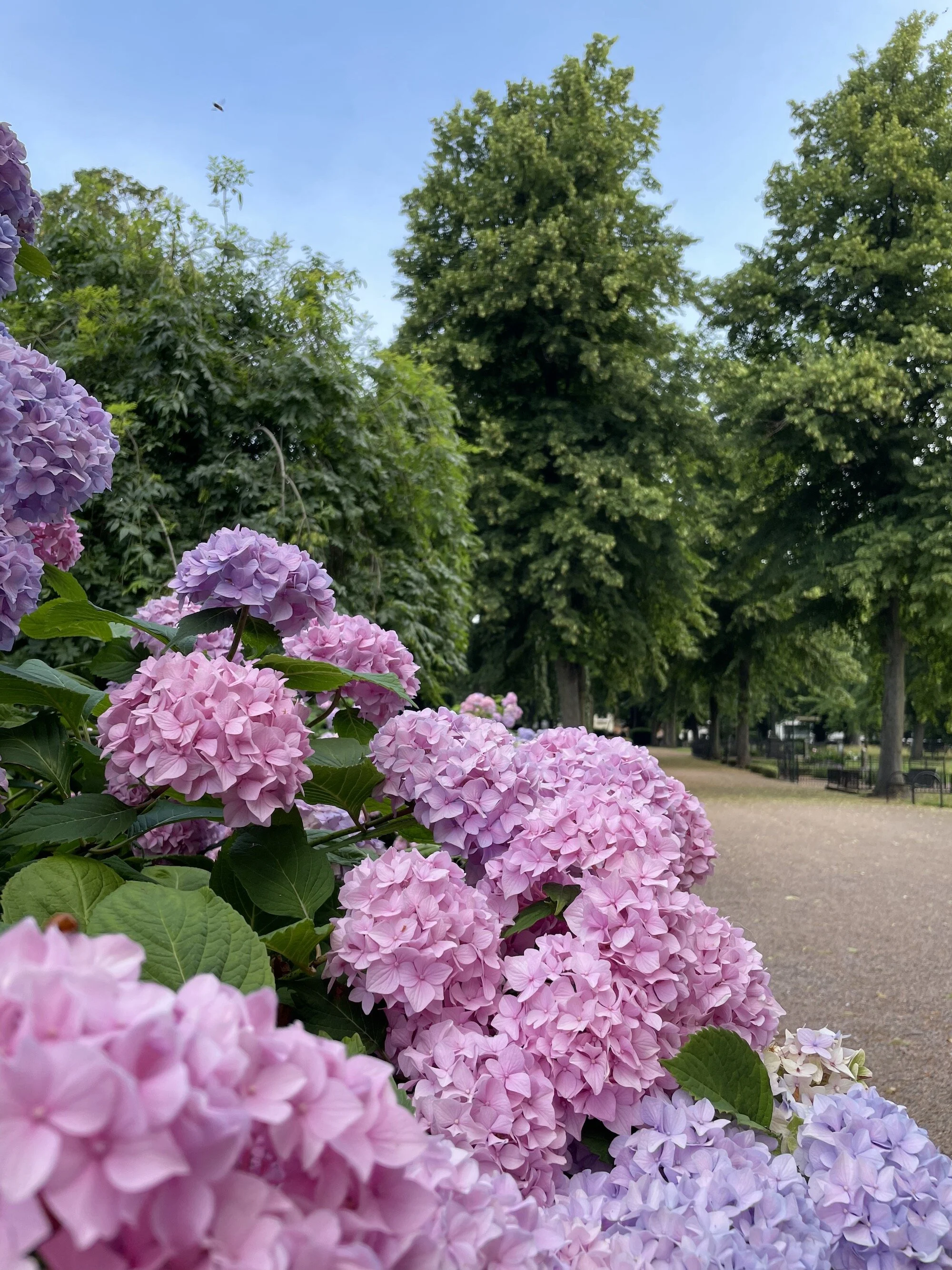 MeganinMalmo_hydrangeas12.jpeg