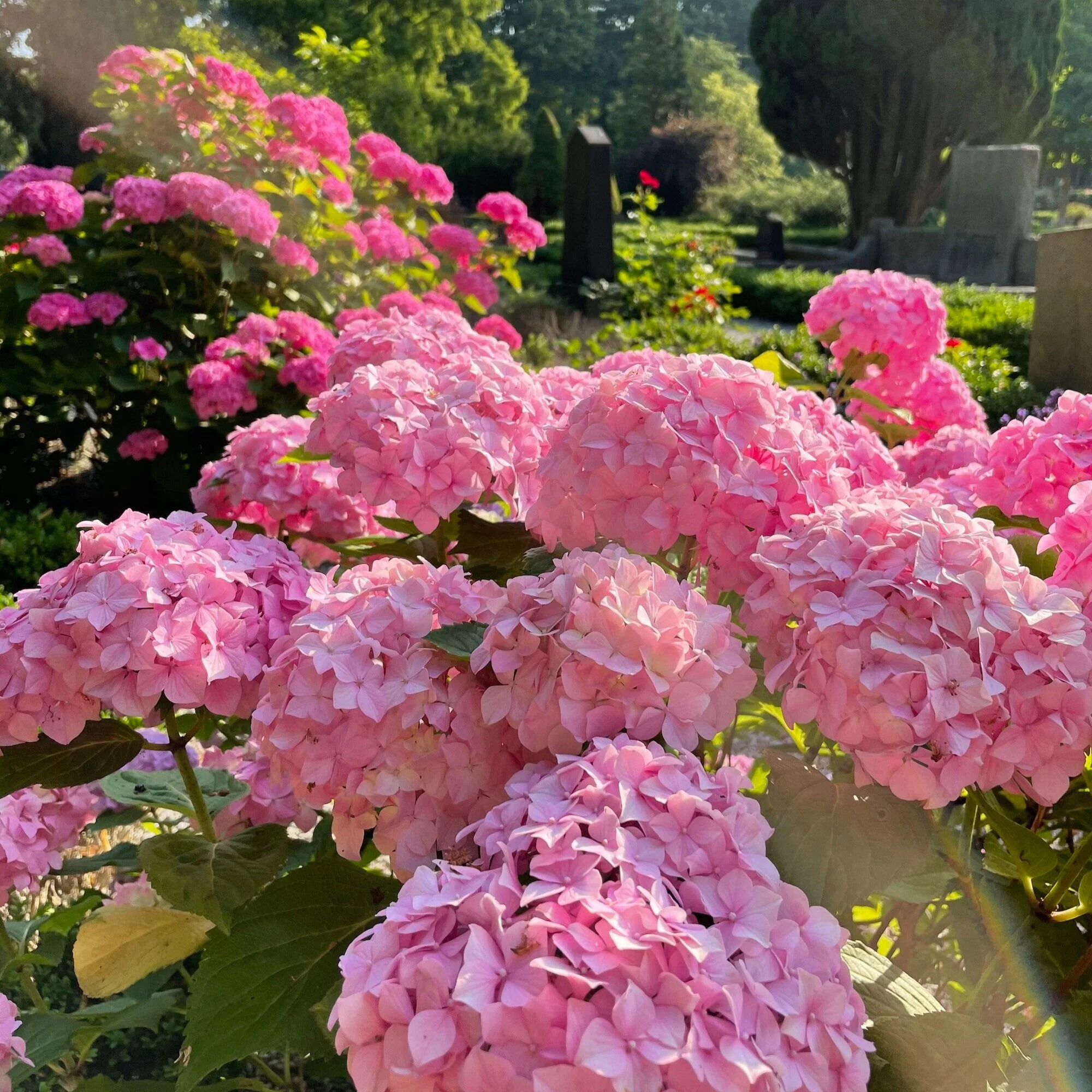 Hydrangea Heaven in Malmö