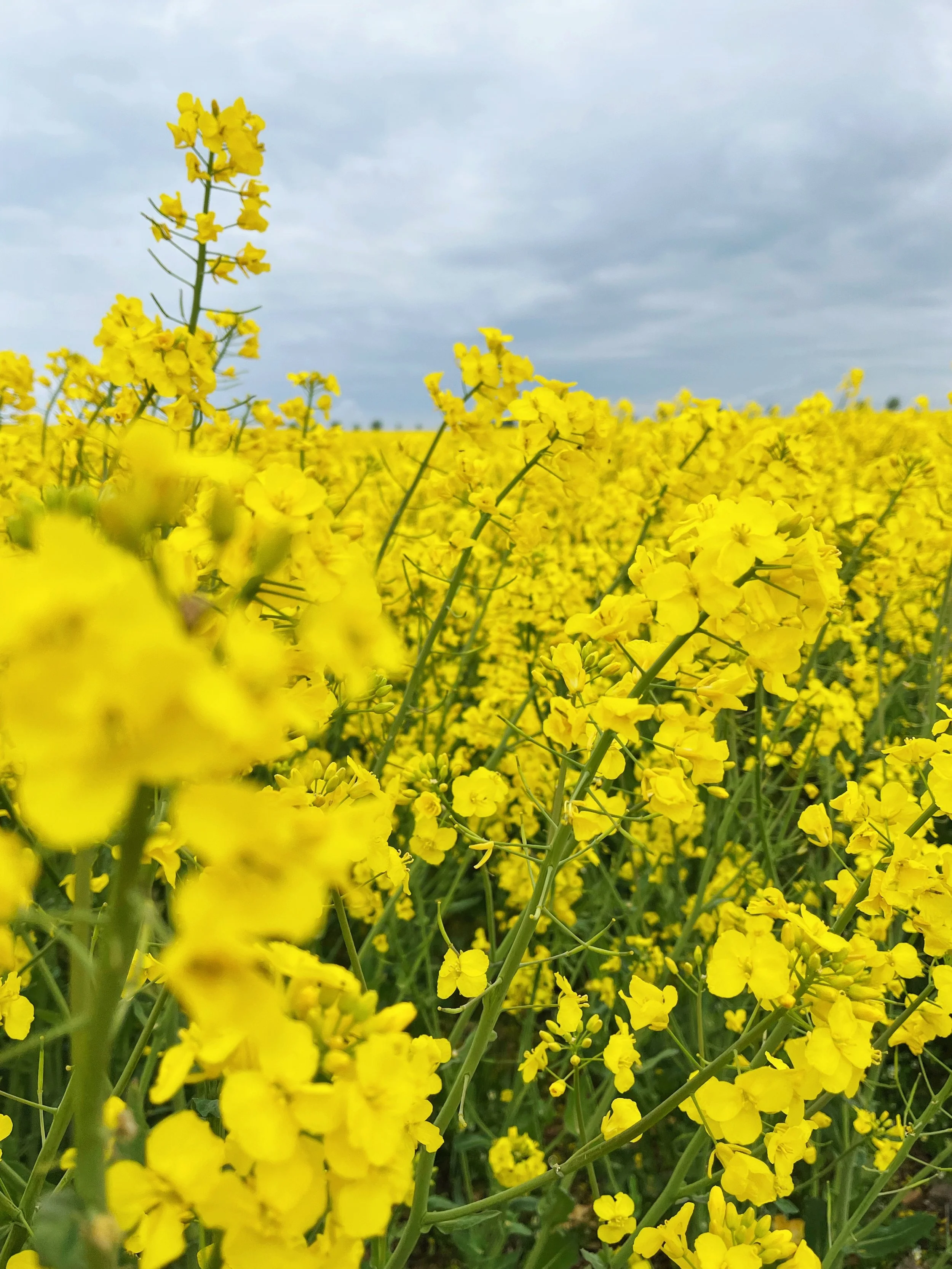 MeganinMalmo_RapeseedFields5.JPG