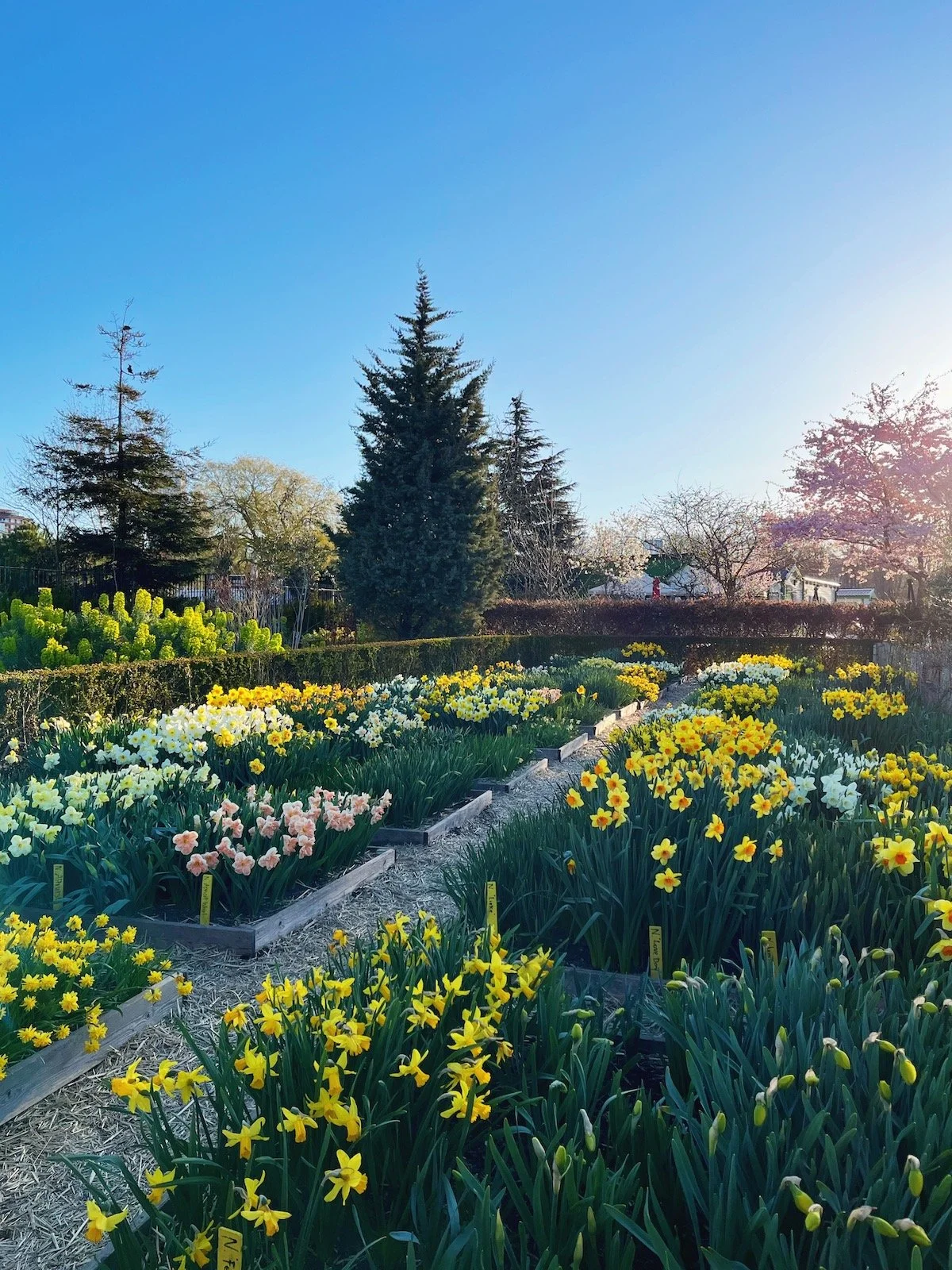 Daffodils_MeganinMalmo4.JPG
