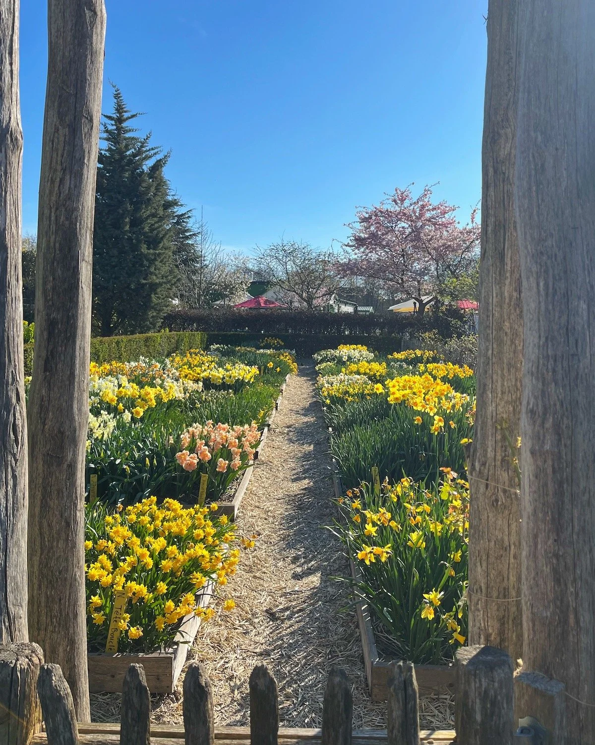 Daffodils_MeganinMalmo8.JPG