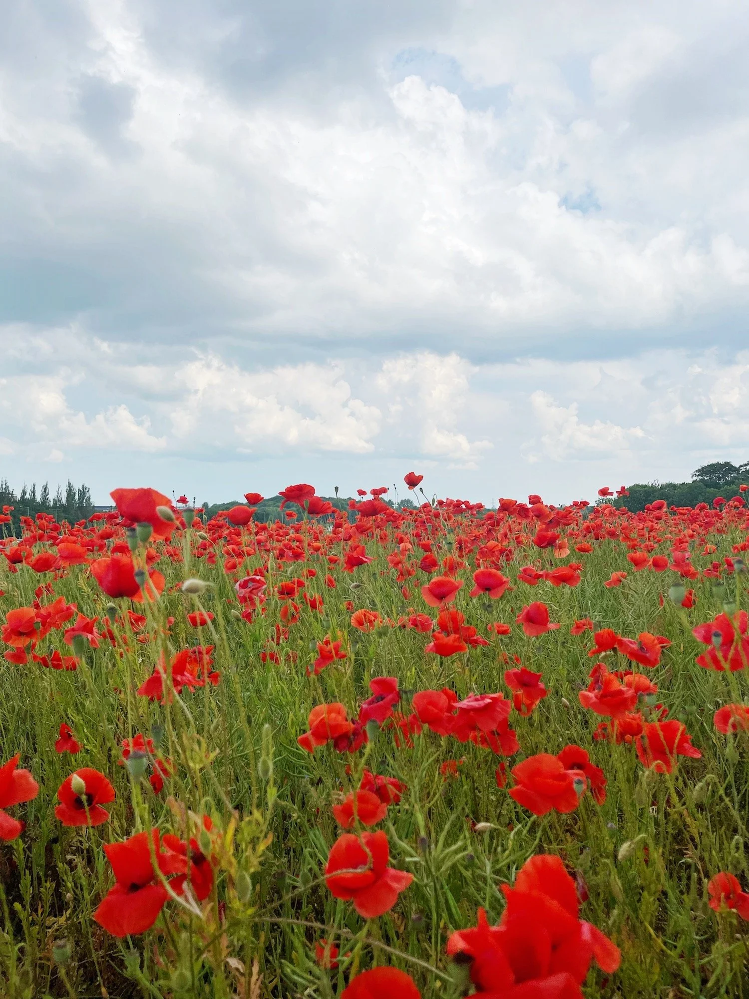 MeganinMalmo_Poppies1.JPG