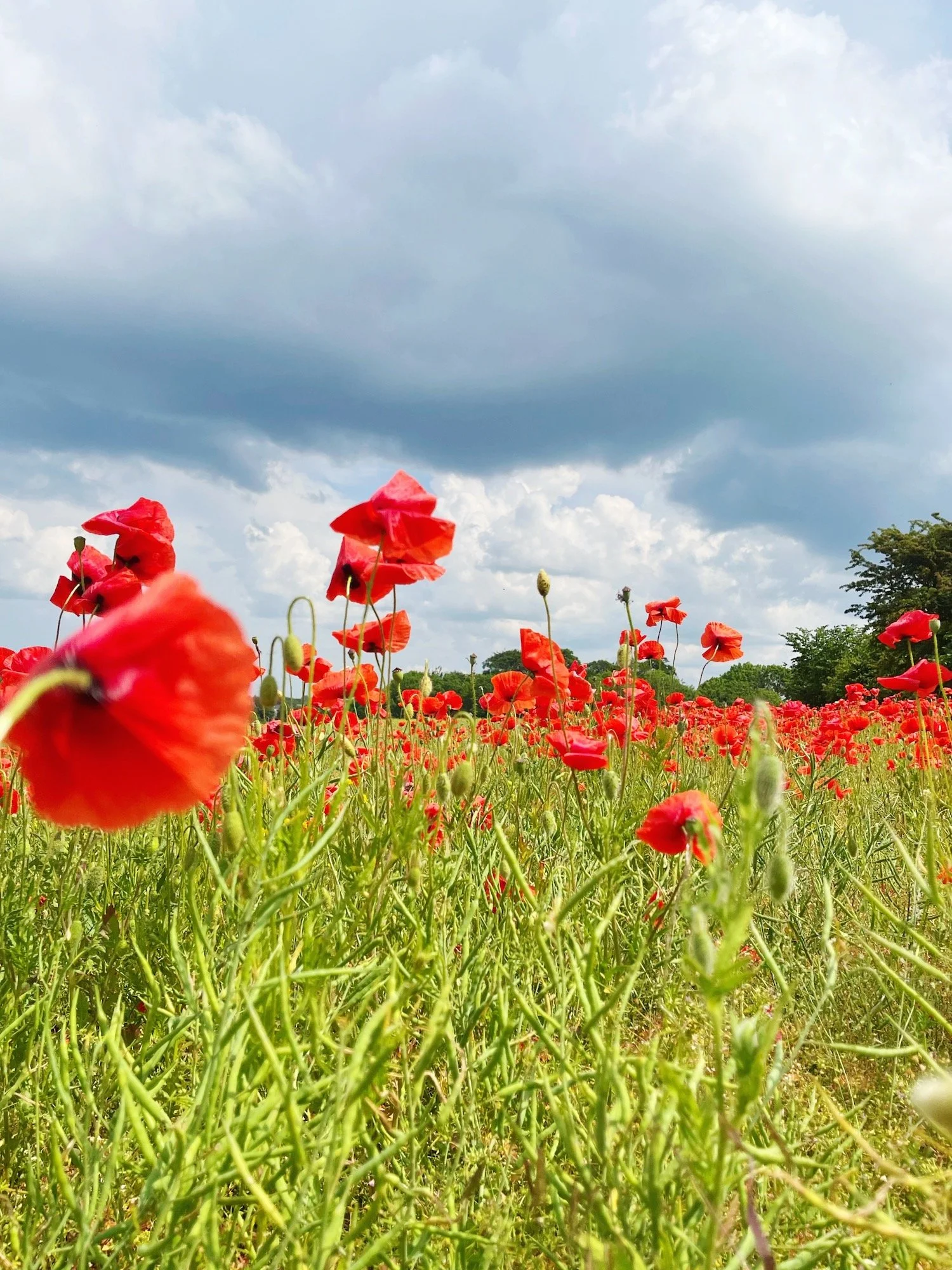 MeganinMalmo_Poppies3.JPG