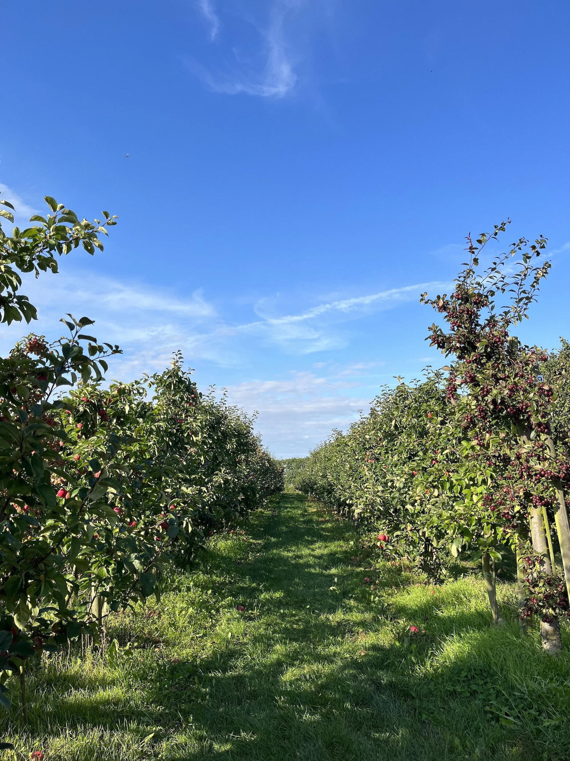 MeganinMalmo_applepicking4.jpeg