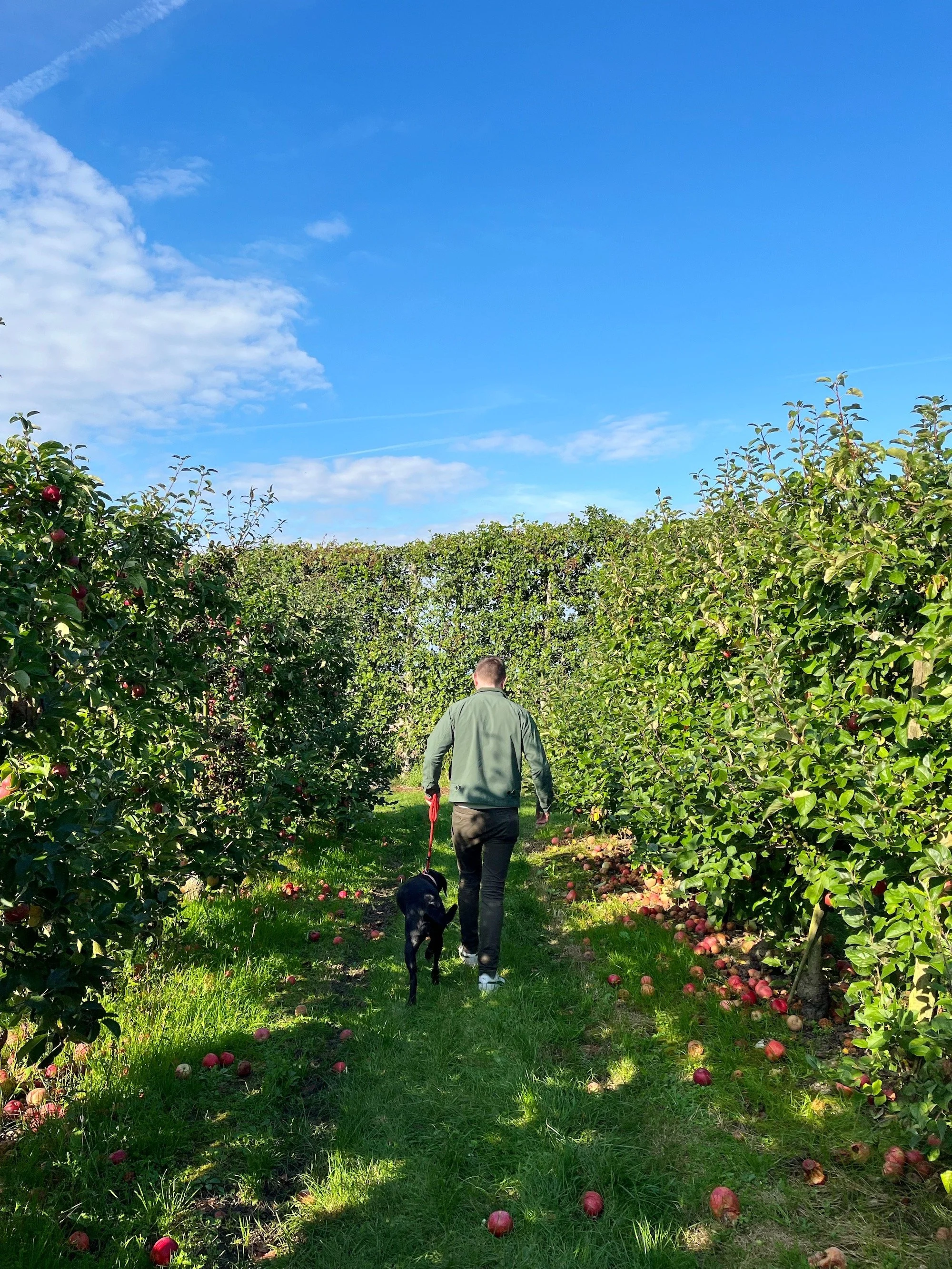 MeganinMalmo_applepicking6.JPG