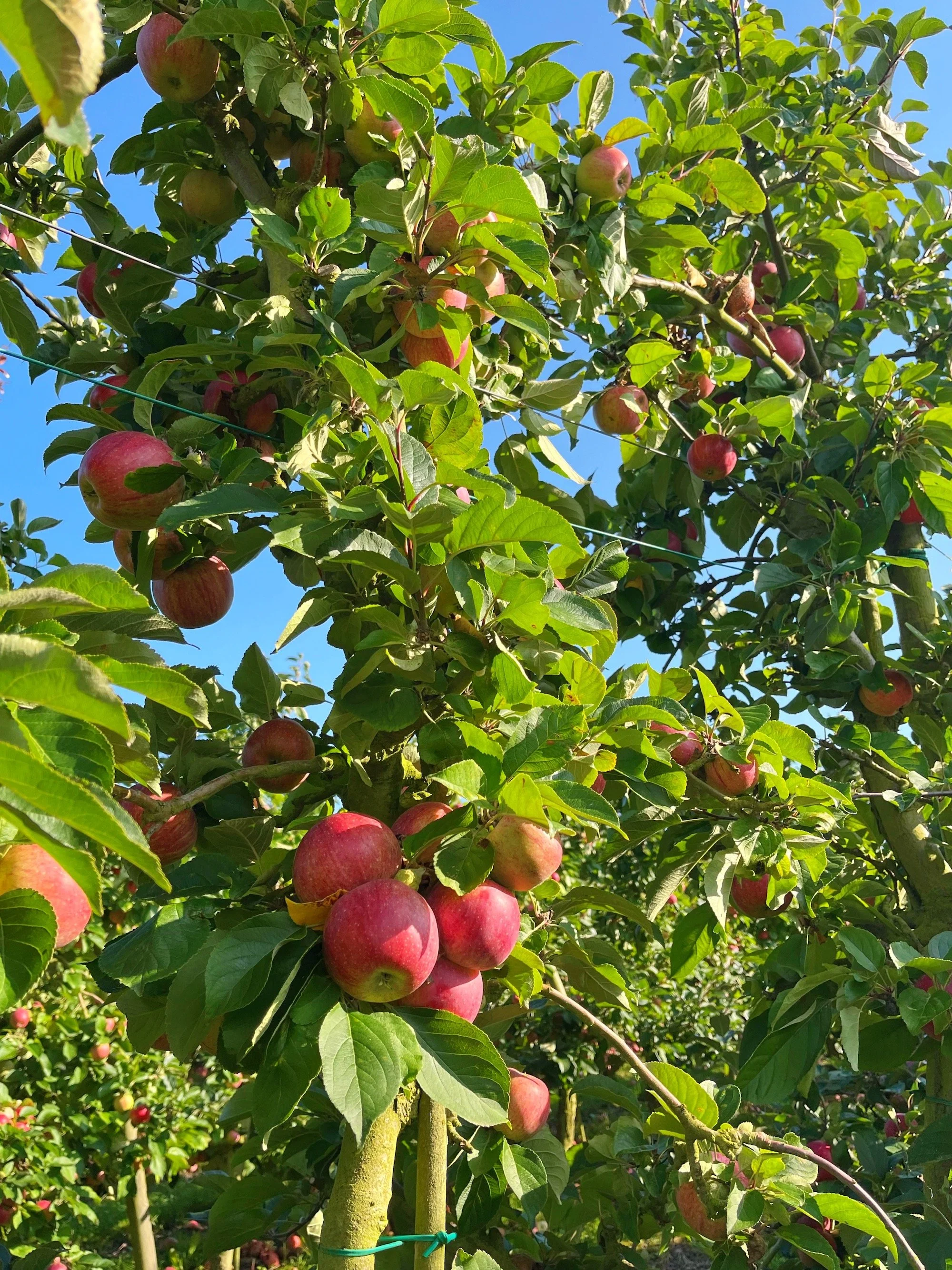 MeganinMalmo_applepicking8.JPG