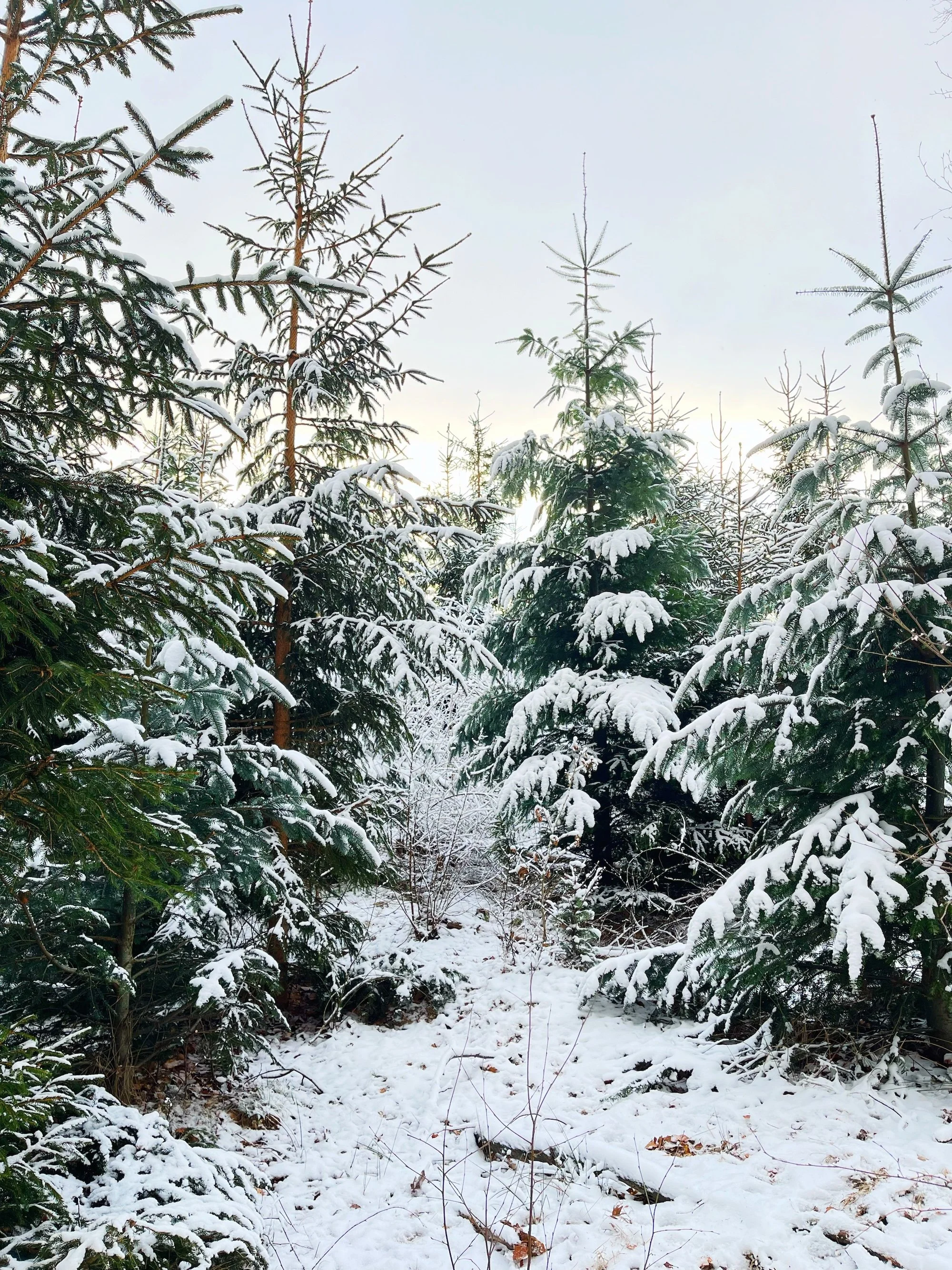 MeganinMalmo_winterforests8.JPG