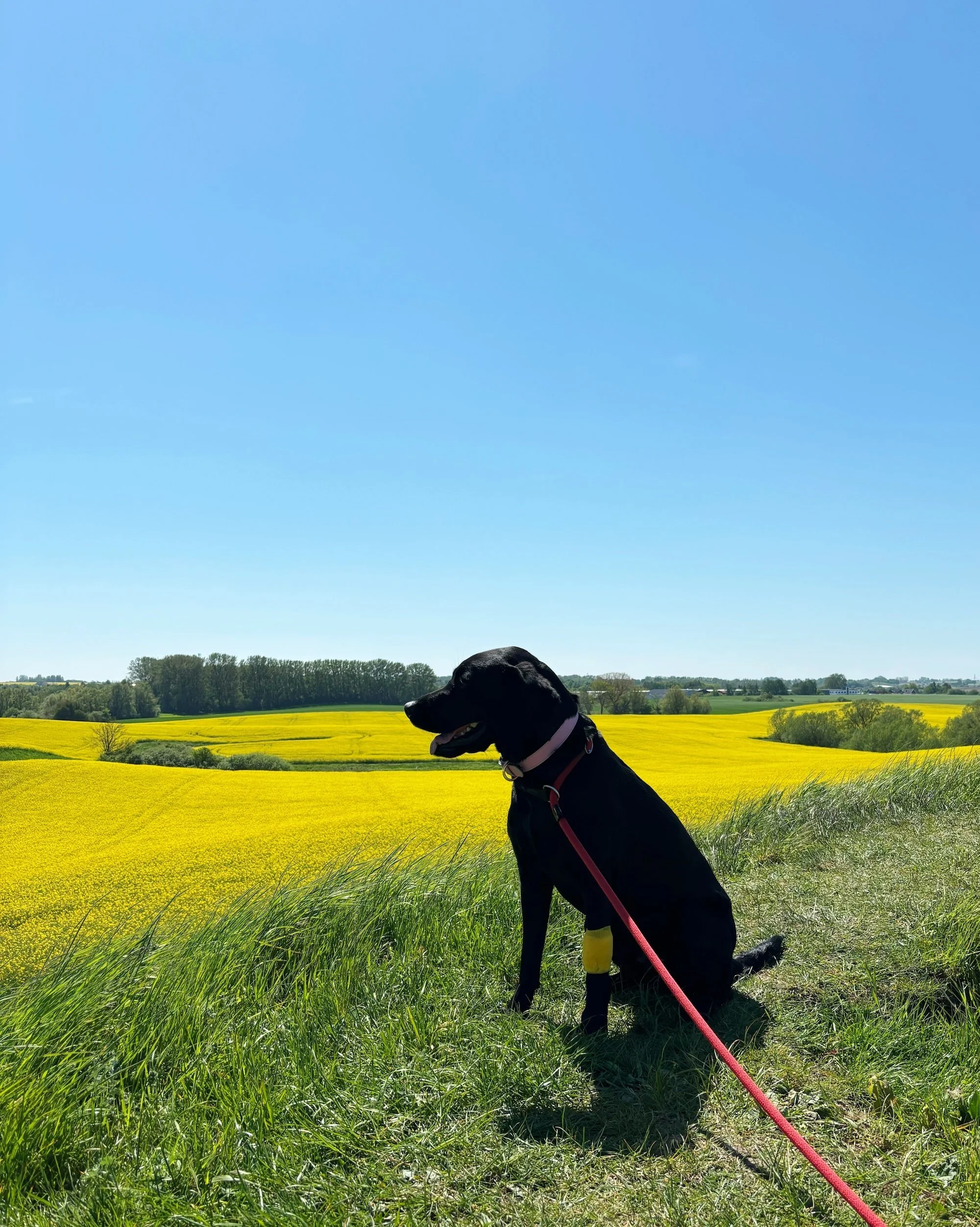 MeganinMalmo_CanolaFields6.JPG