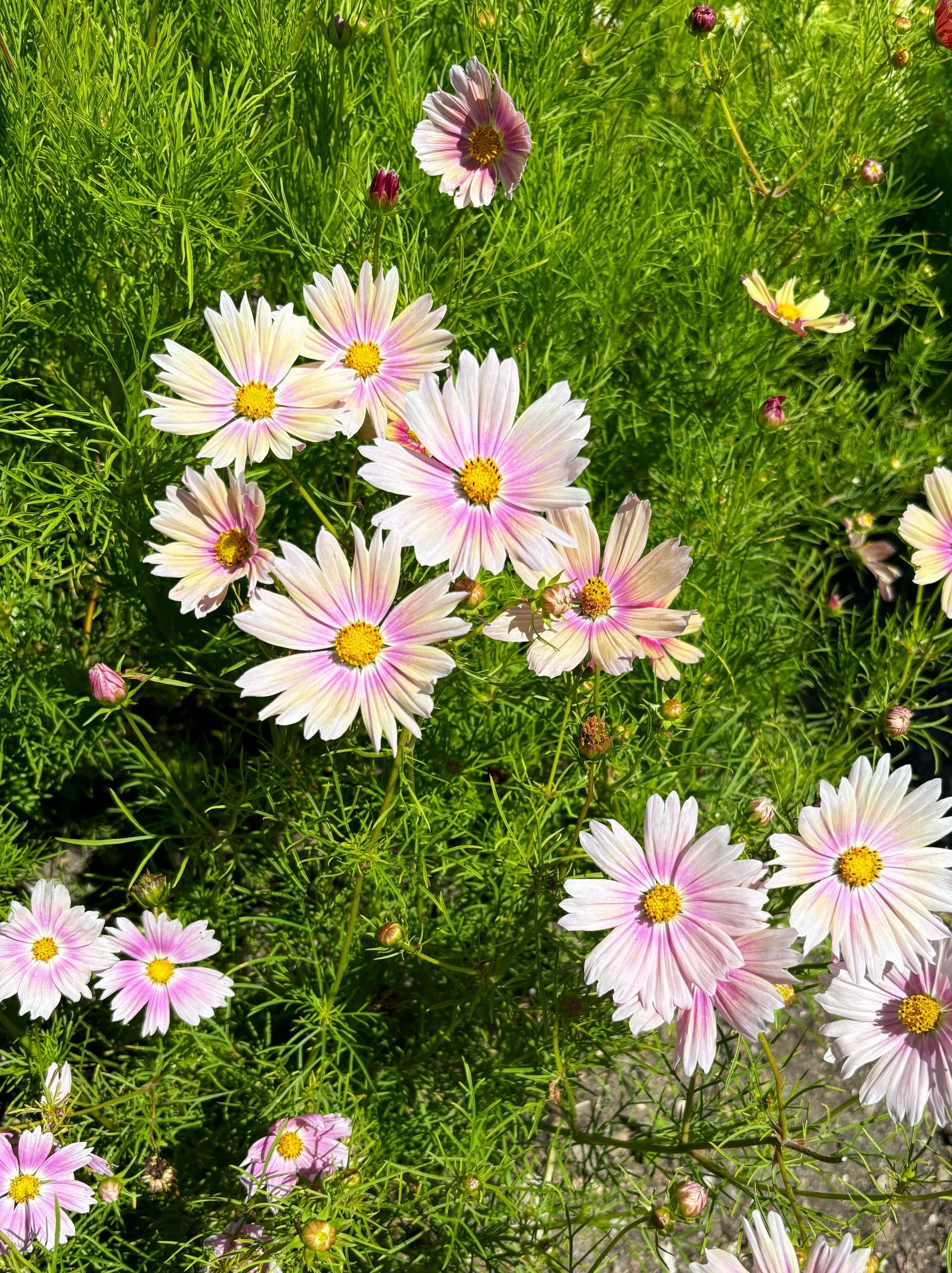 FlowerFarm_Skane1.JPG