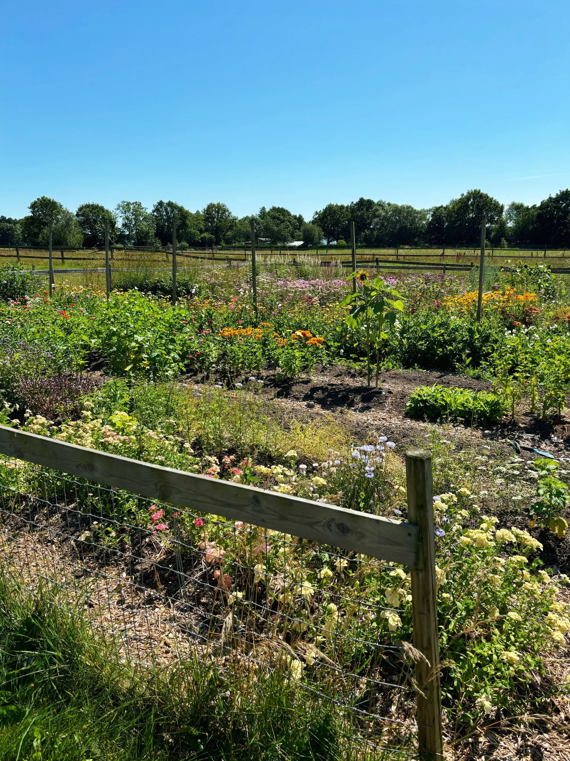 FlowerFarm_Skane3.JPG