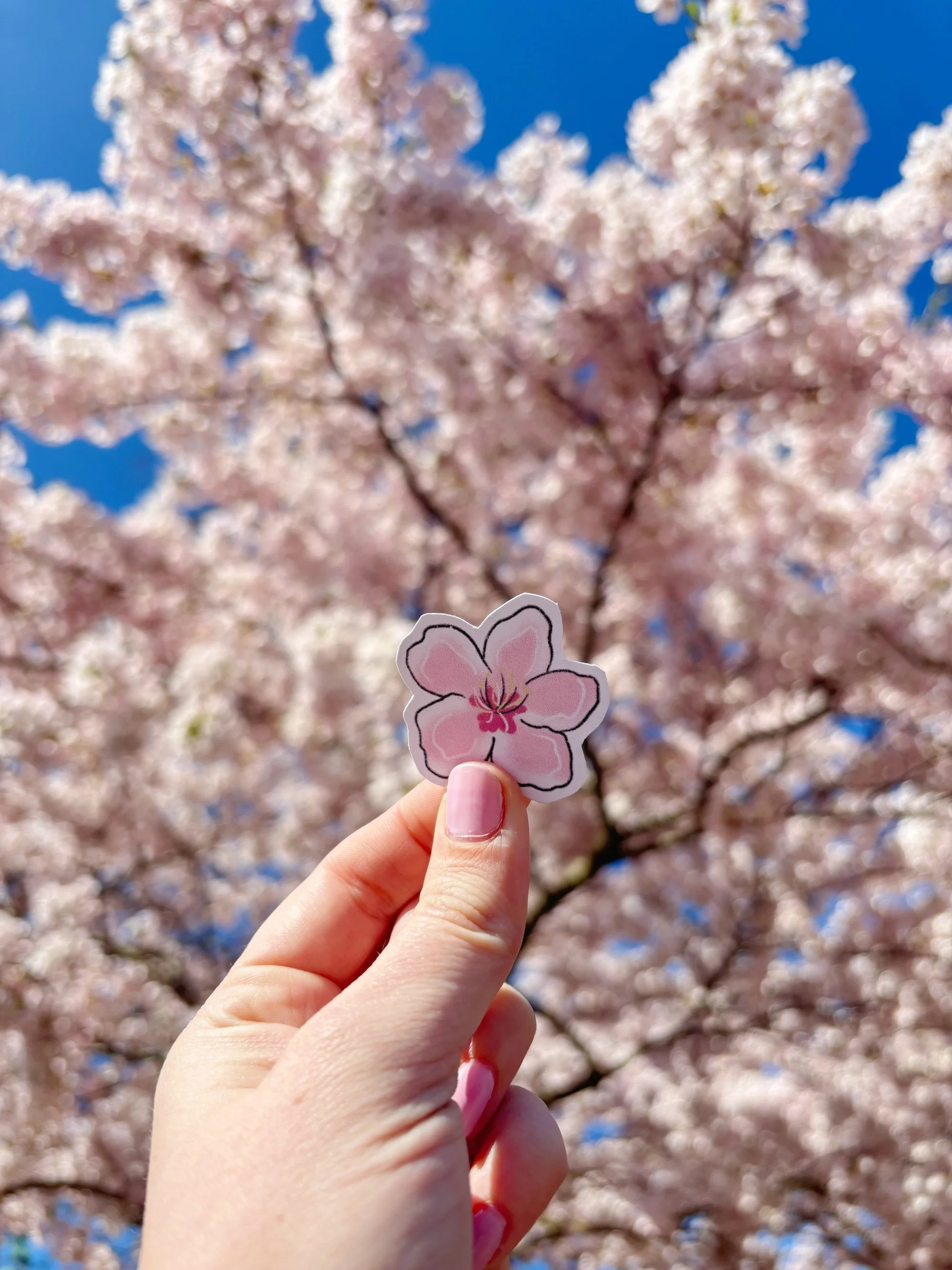 Where to see cherry blossoms in Copenhagen