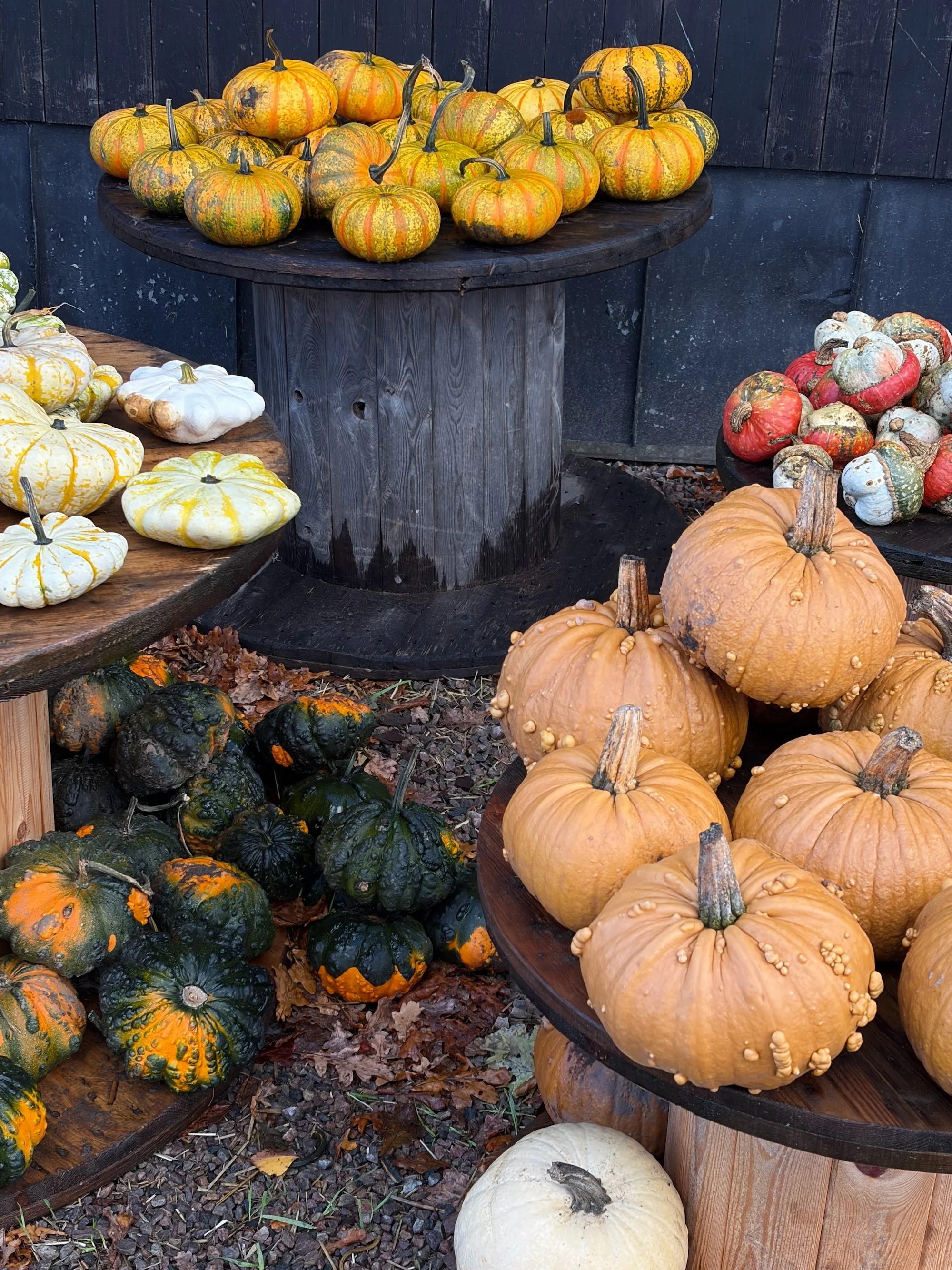MeganinMalmo_PumpkinPatch1.jpg