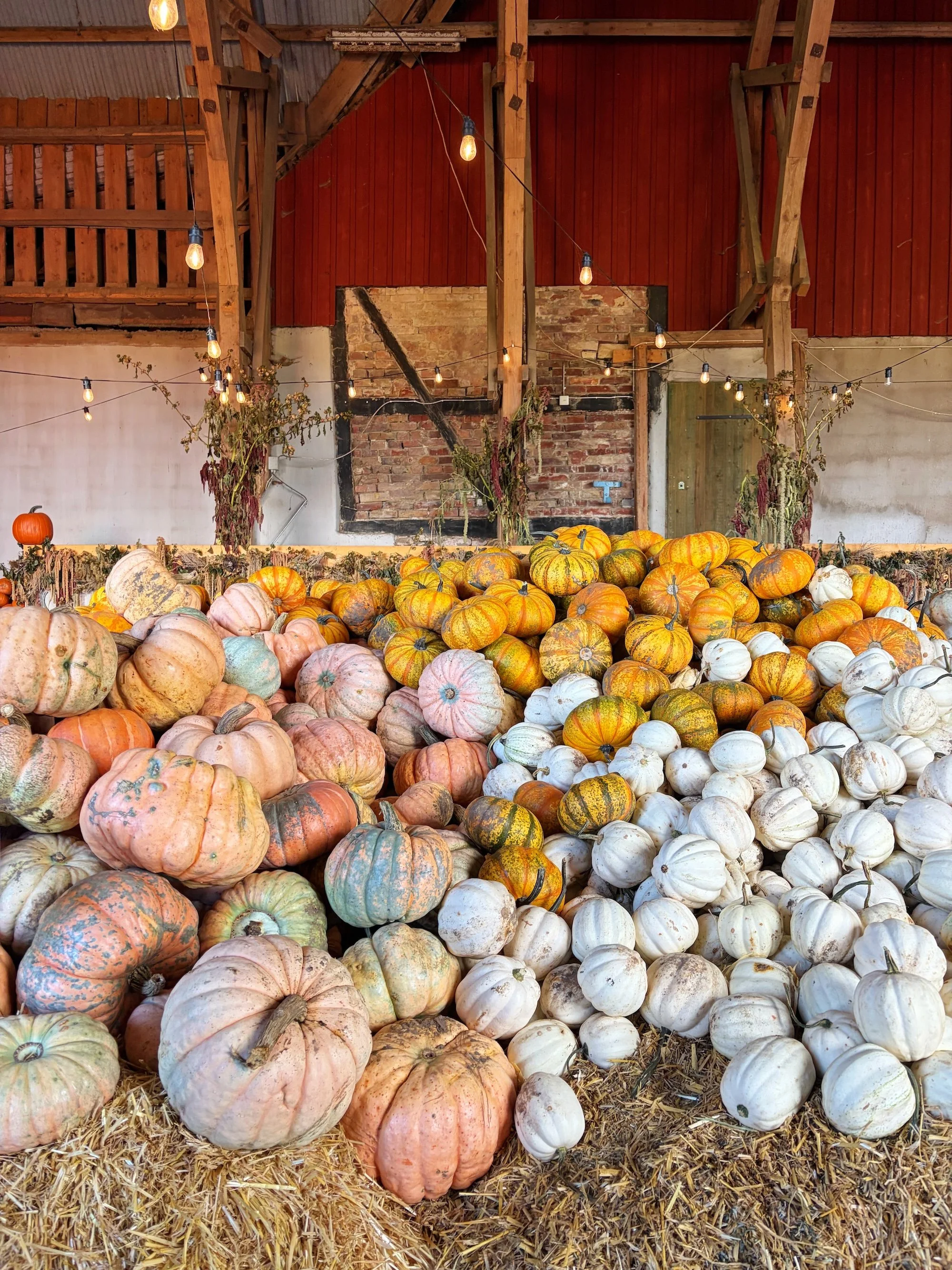 MeganinMalmo_PumpkinPatch4.jpg