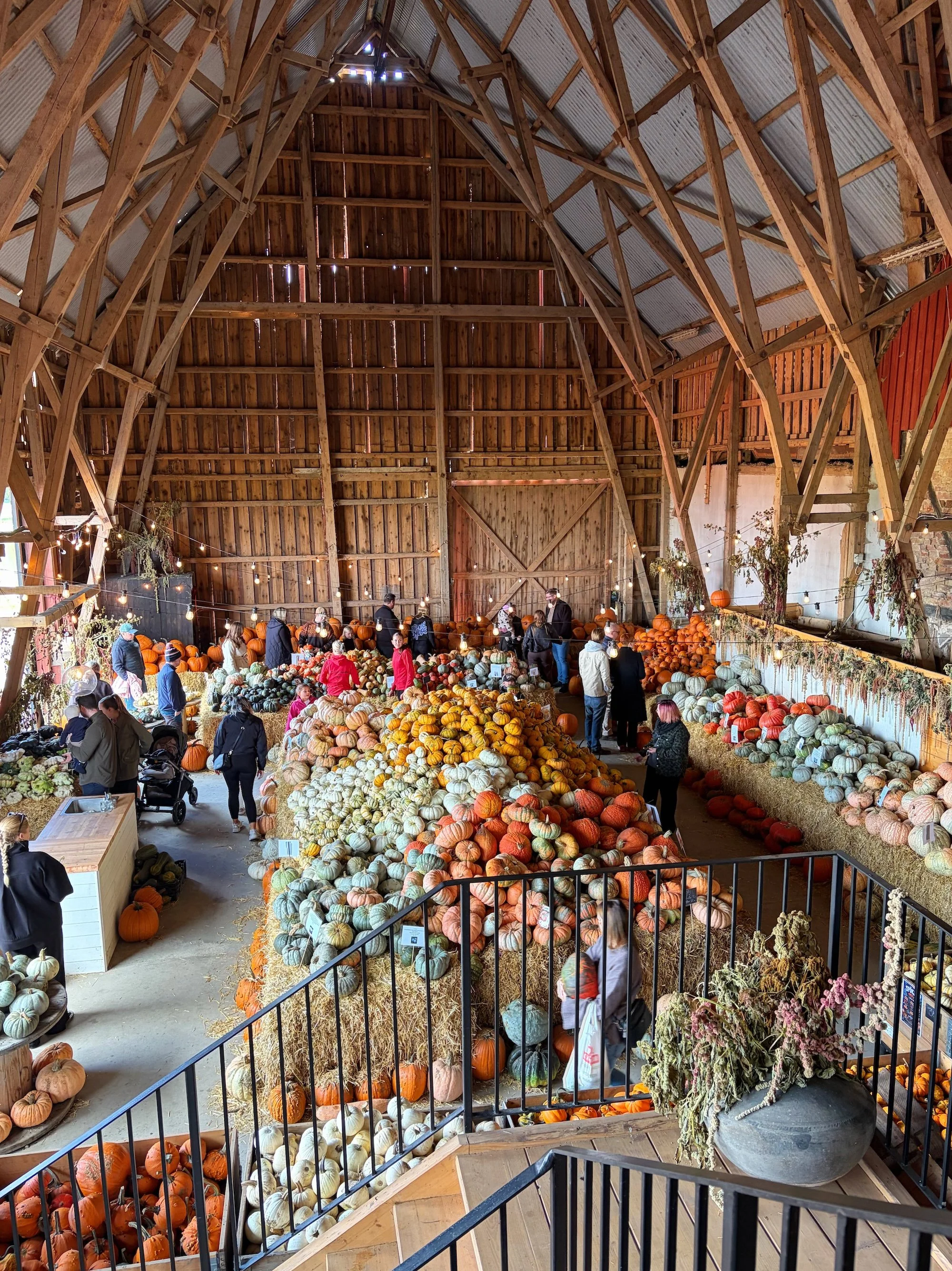 MeganinMalmo_PumpkinPatch6.jpg